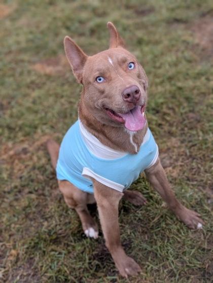 Enlarge Koda, a Adoptable mixed breed in Yakima, WA image 2/2