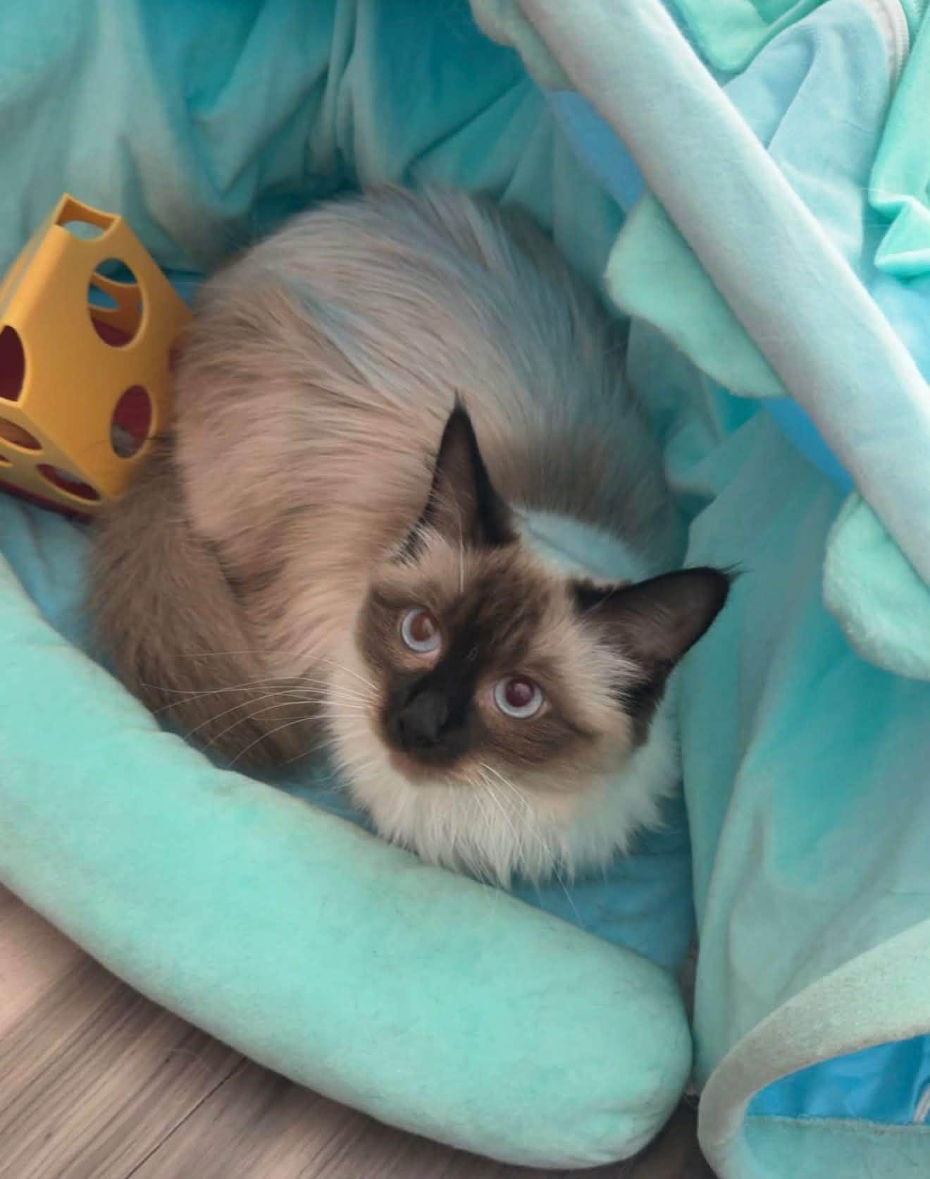 Lily, ADOPTABLE, Adult Female Domestic Medium Hair & Siamese.