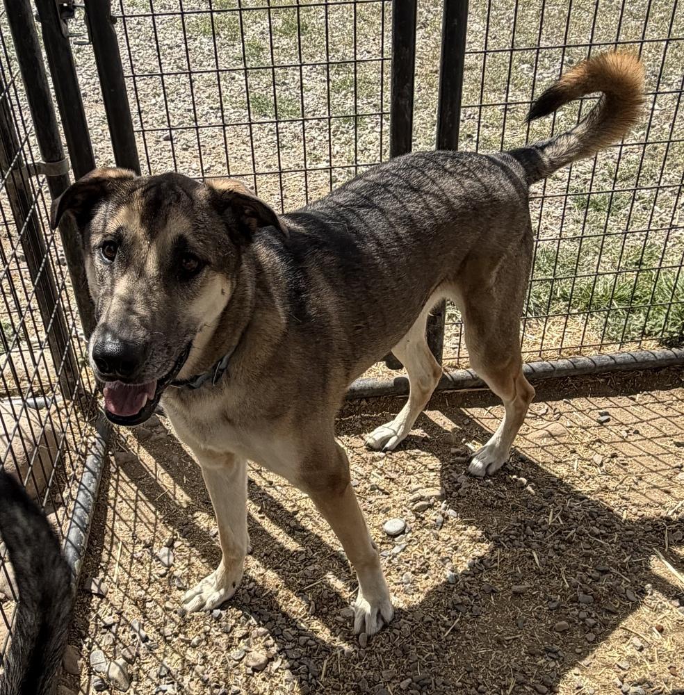 Thor, a Adoptable mixed breed in Challis, ID image 1/5