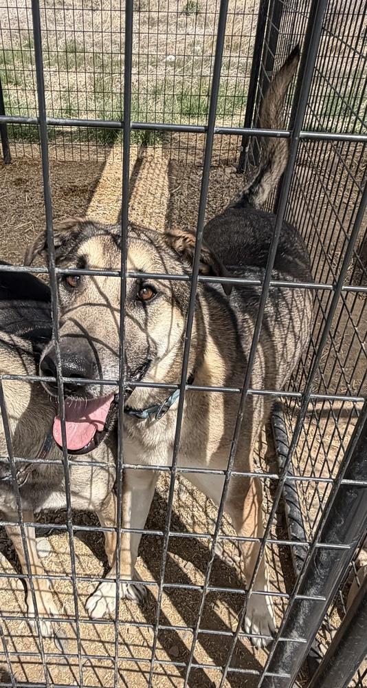 Thor, a Adoptable mixed breed in Challis, ID image 2/5