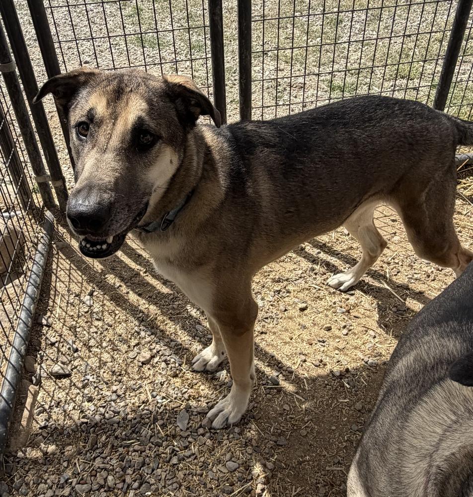 Thor, a Adoptable mixed breed in Challis, ID image 3/5