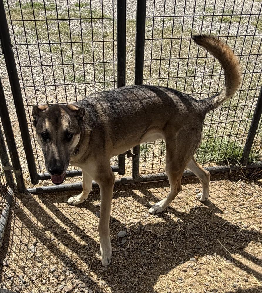 Thor, a Adoptable mixed breed in Challis, ID image 4/5