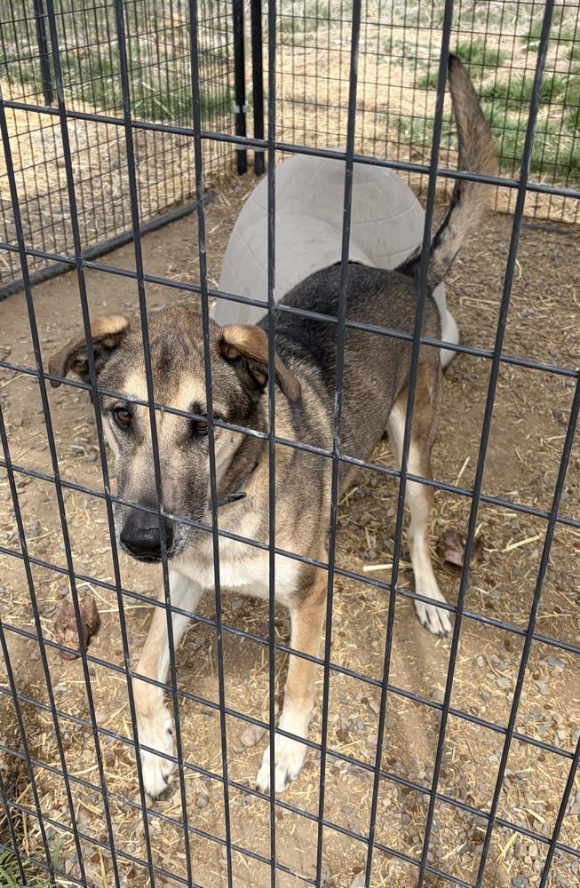 Thor, a Adoptable mixed breed in Challis, ID image 5/5