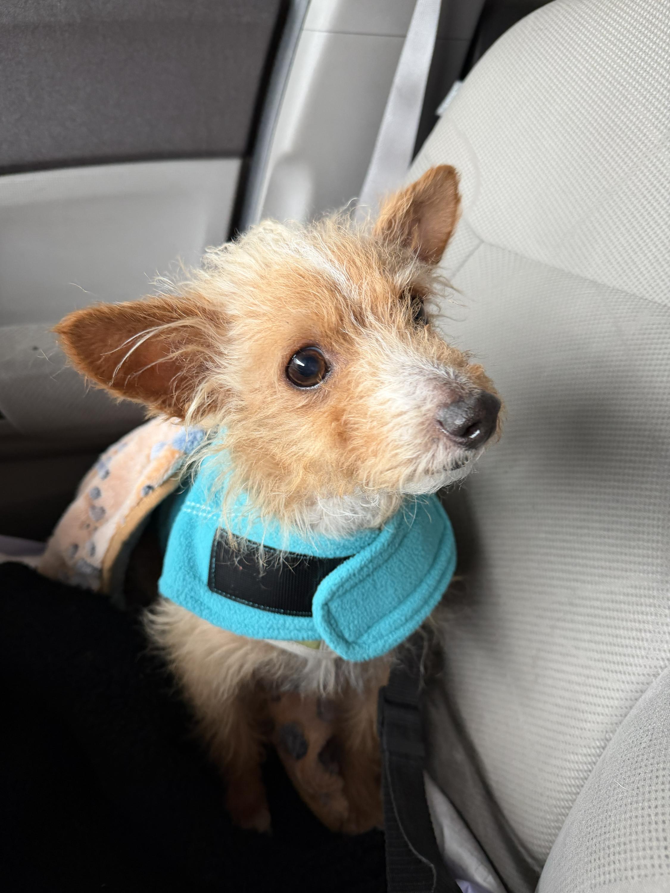 Enlarge Fox, a ADOPTABLE Mixed Breed in Bowdoin, ME image 6/6