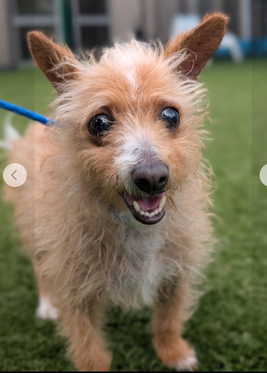 Enlarge Fox, a ADOPTABLE Mixed Breed in Bowdoin, ME image 2/6