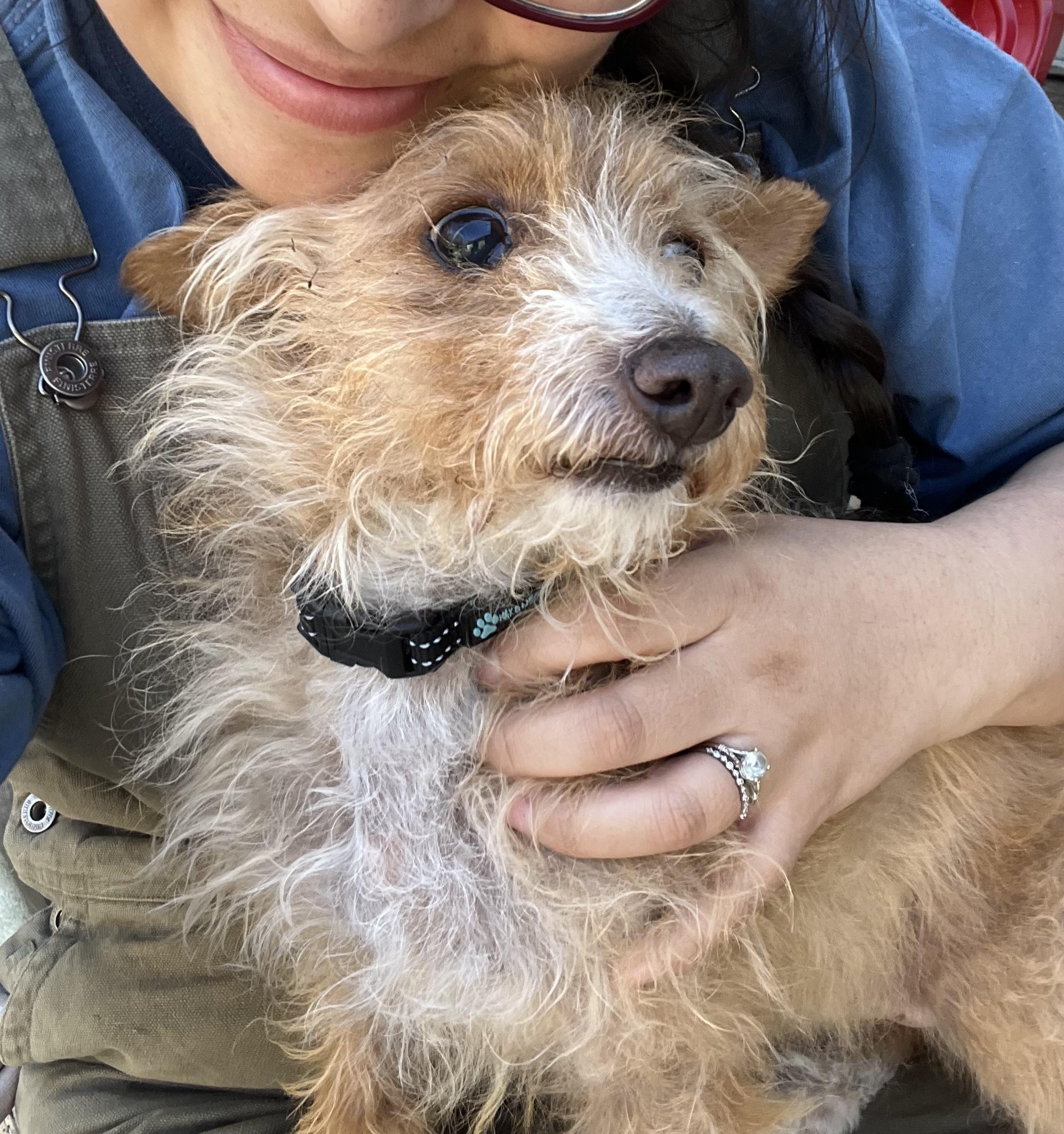 Enlarge Fox, a ADOPTABLE Mixed Breed in Bowdoin, ME image 4/6
