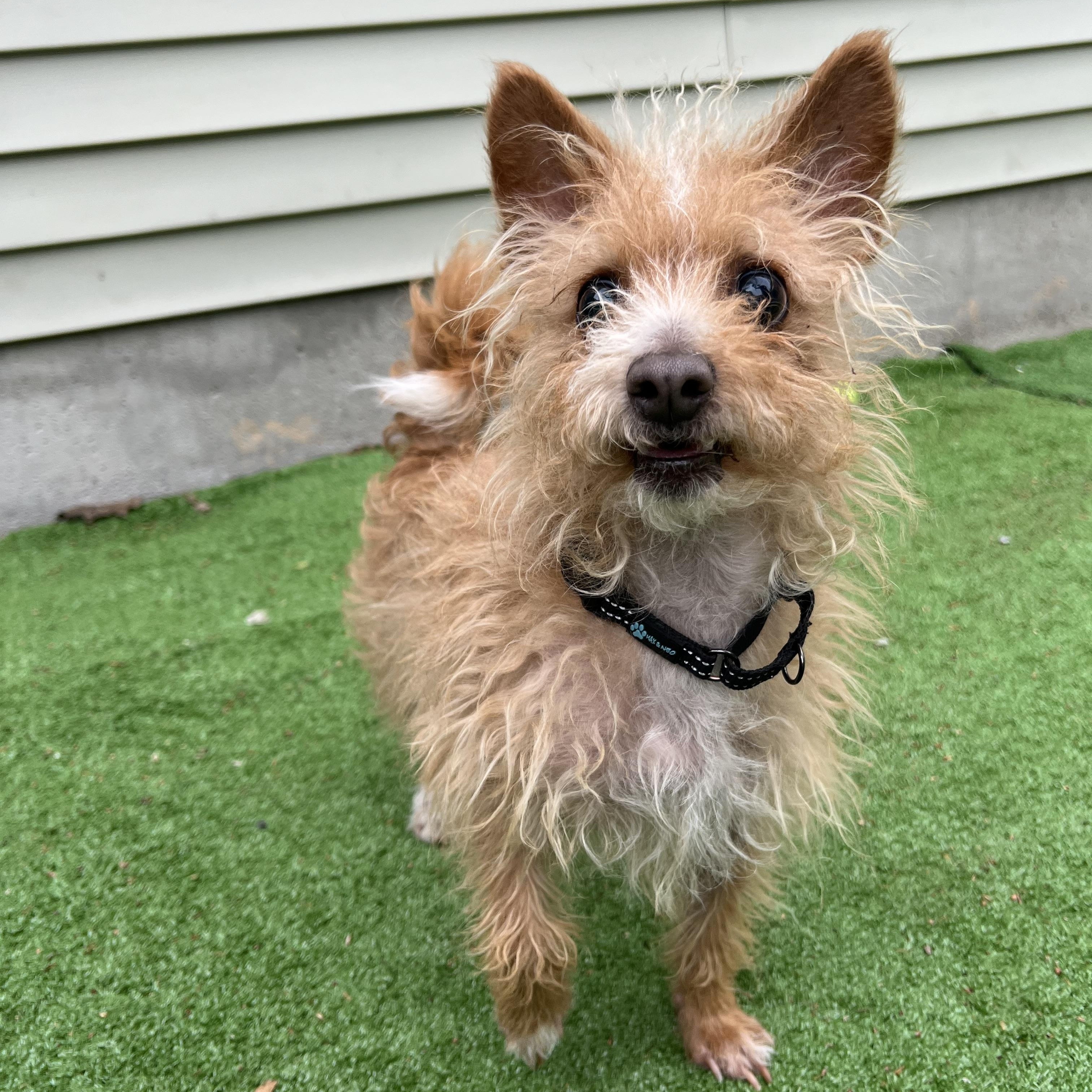 Fox, a ADOPTABLE Mixed Breed in Bowdoin, ME image 1/5