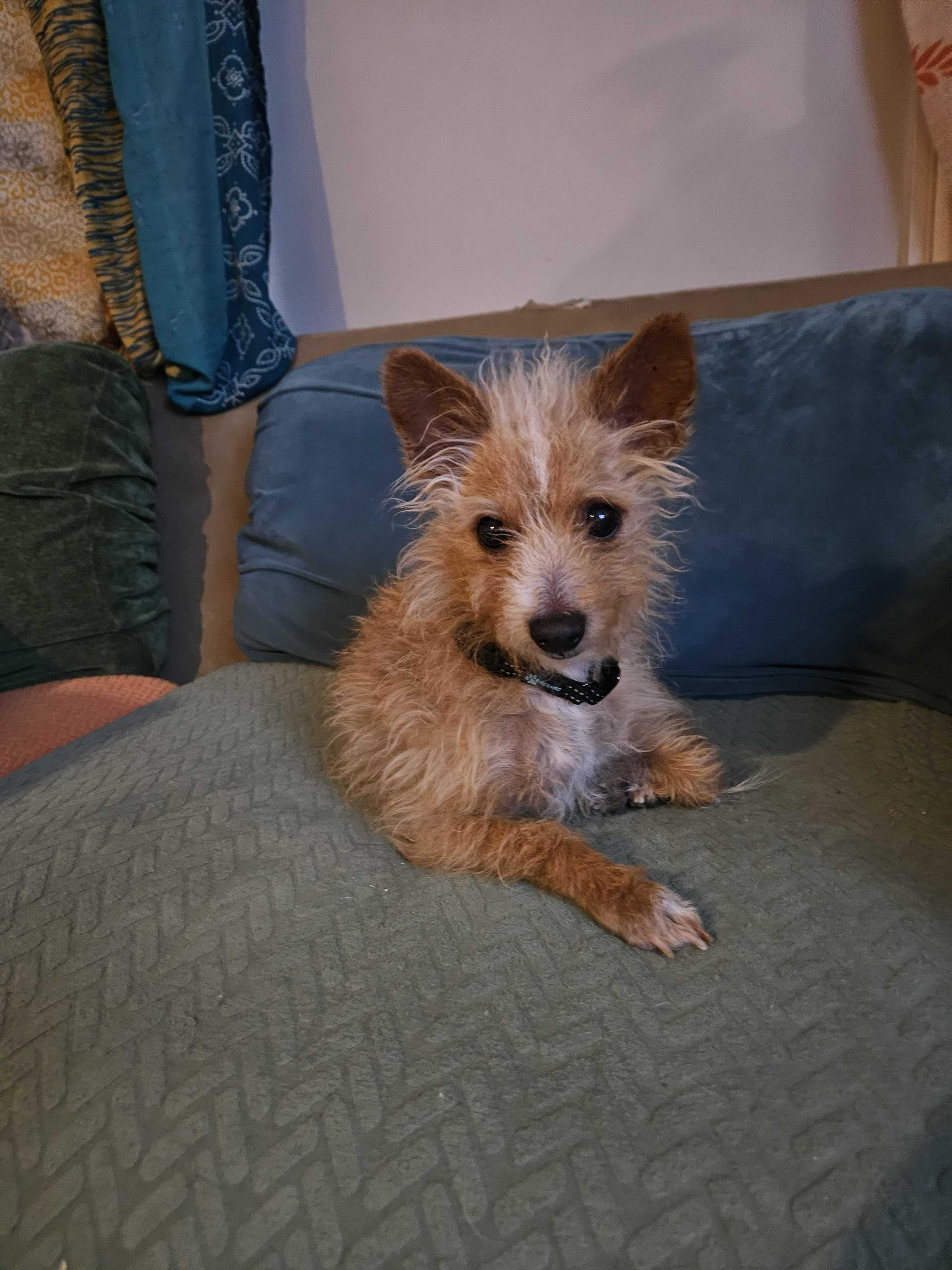 Fox, ADOPTABLE, Adult Male Mixed Breed.