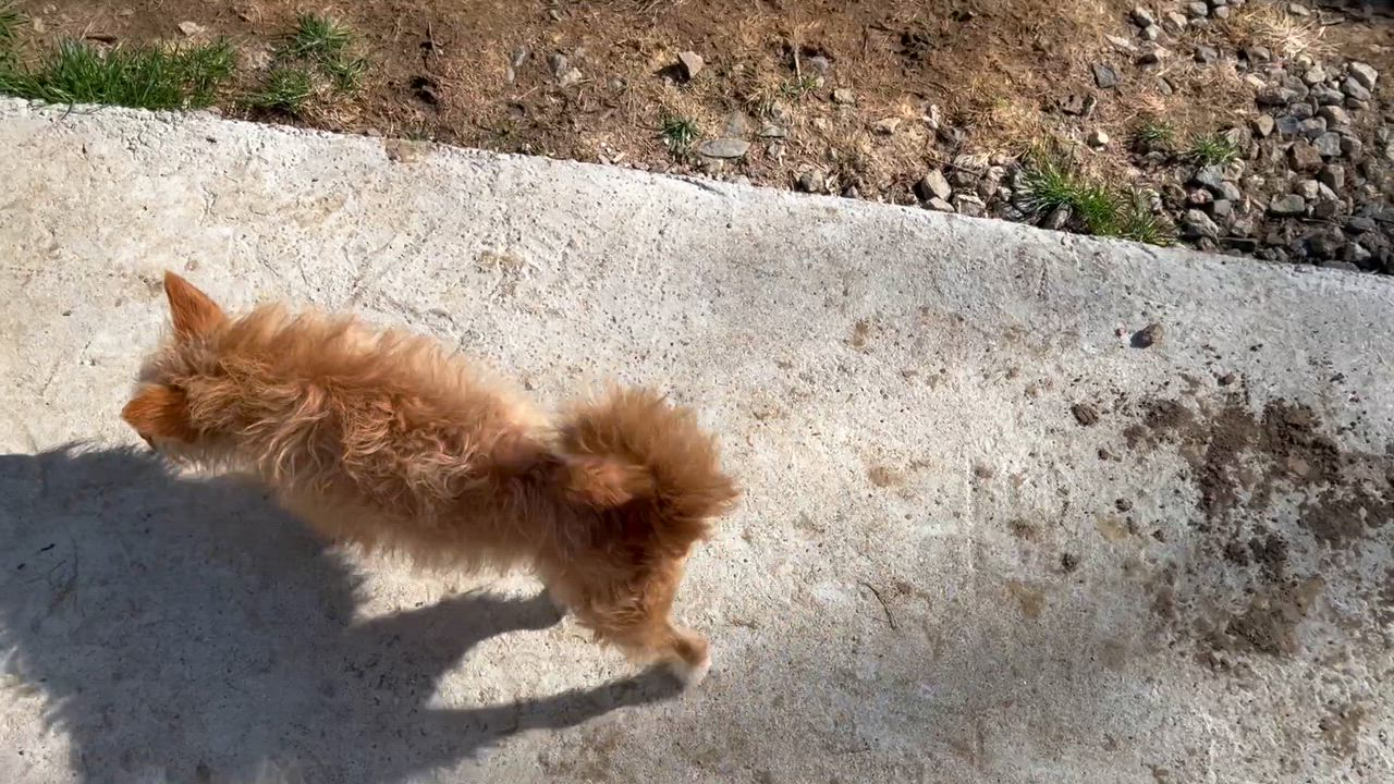 Enlarge Fox, a ADOPTABLE Mixed Breed in Bowdoin, ME video 3/6