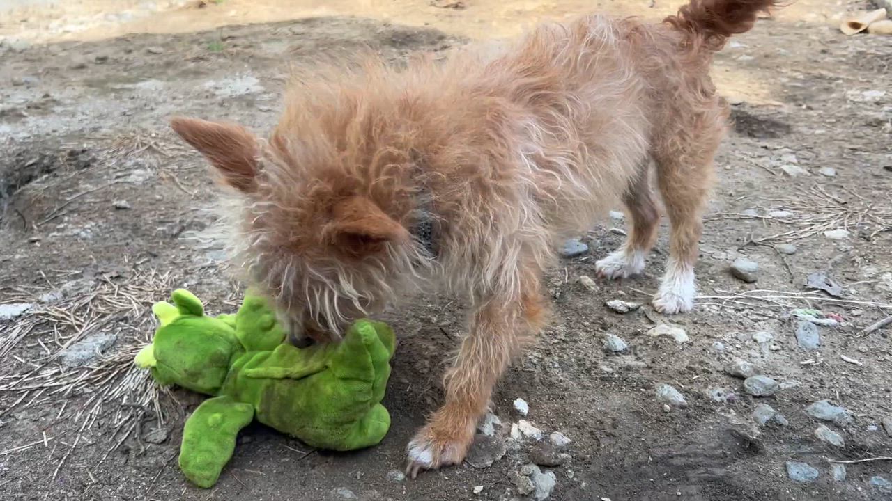 Enlarge Fox, a ADOPTABLE Mixed Breed in Bowdoin, ME video 5/6
