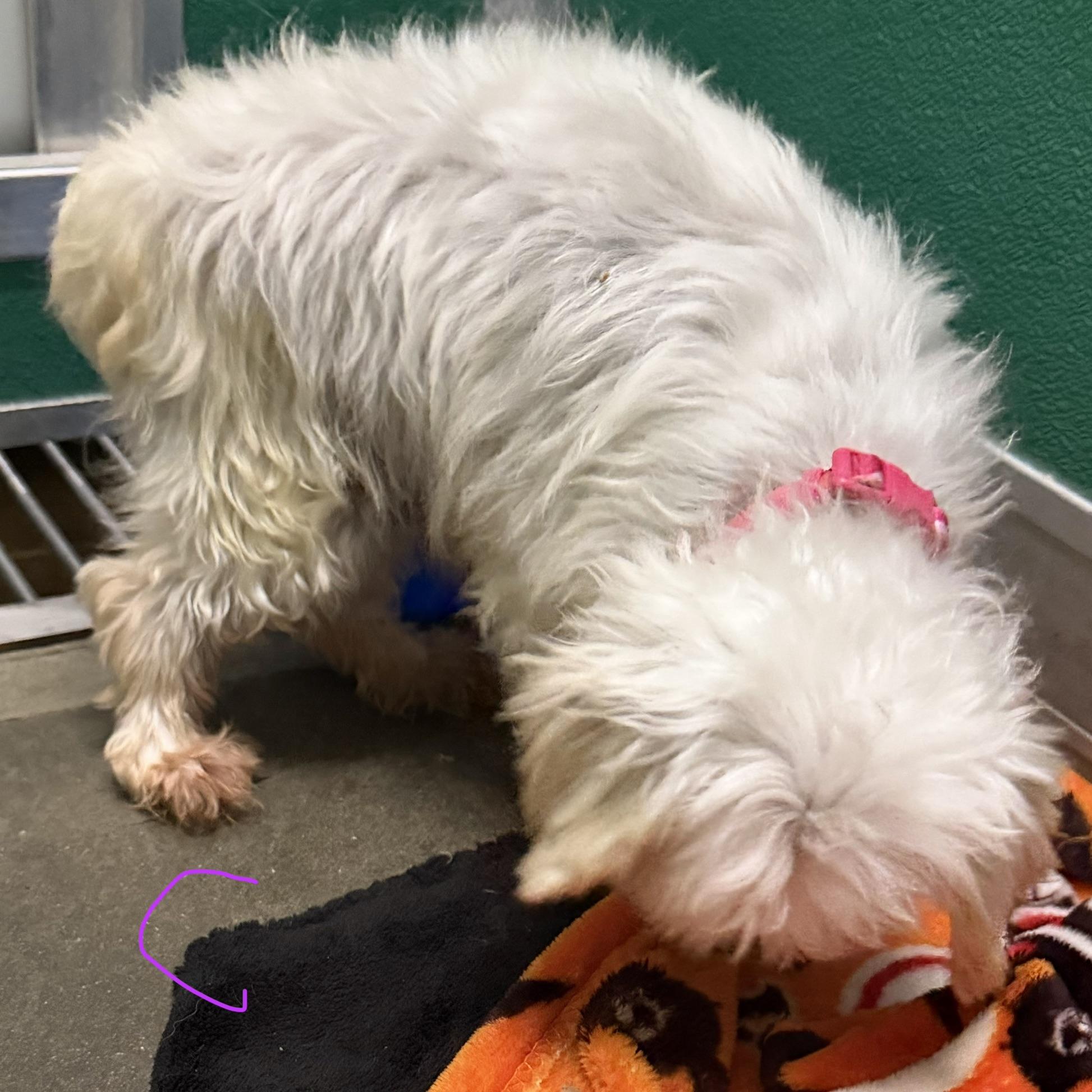 Enlarge Claire, a Adoptable Maltese in Trenton, MO image 2/2