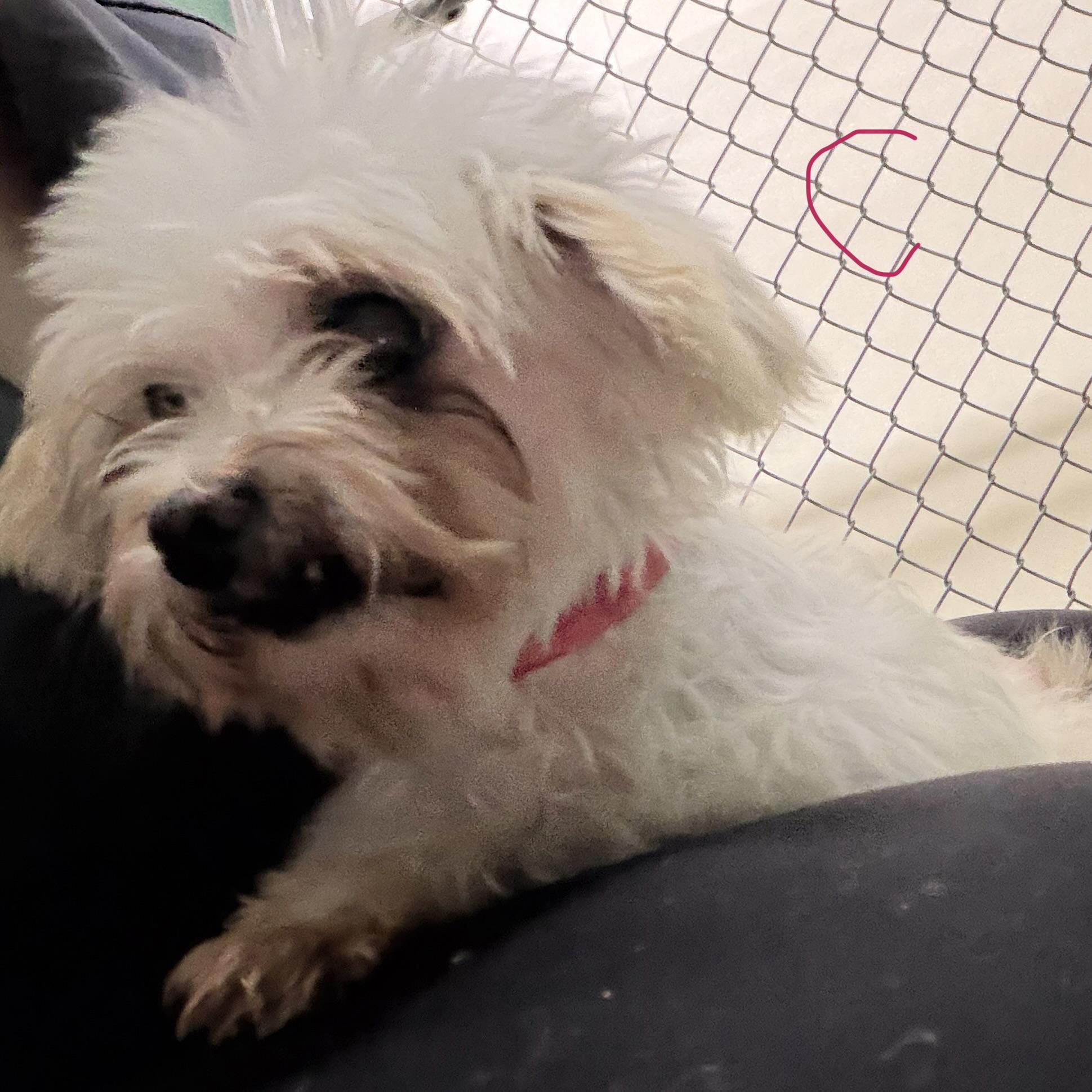 Enlarge Claire, a Adoptable Maltese in Trenton, MO image 1/2