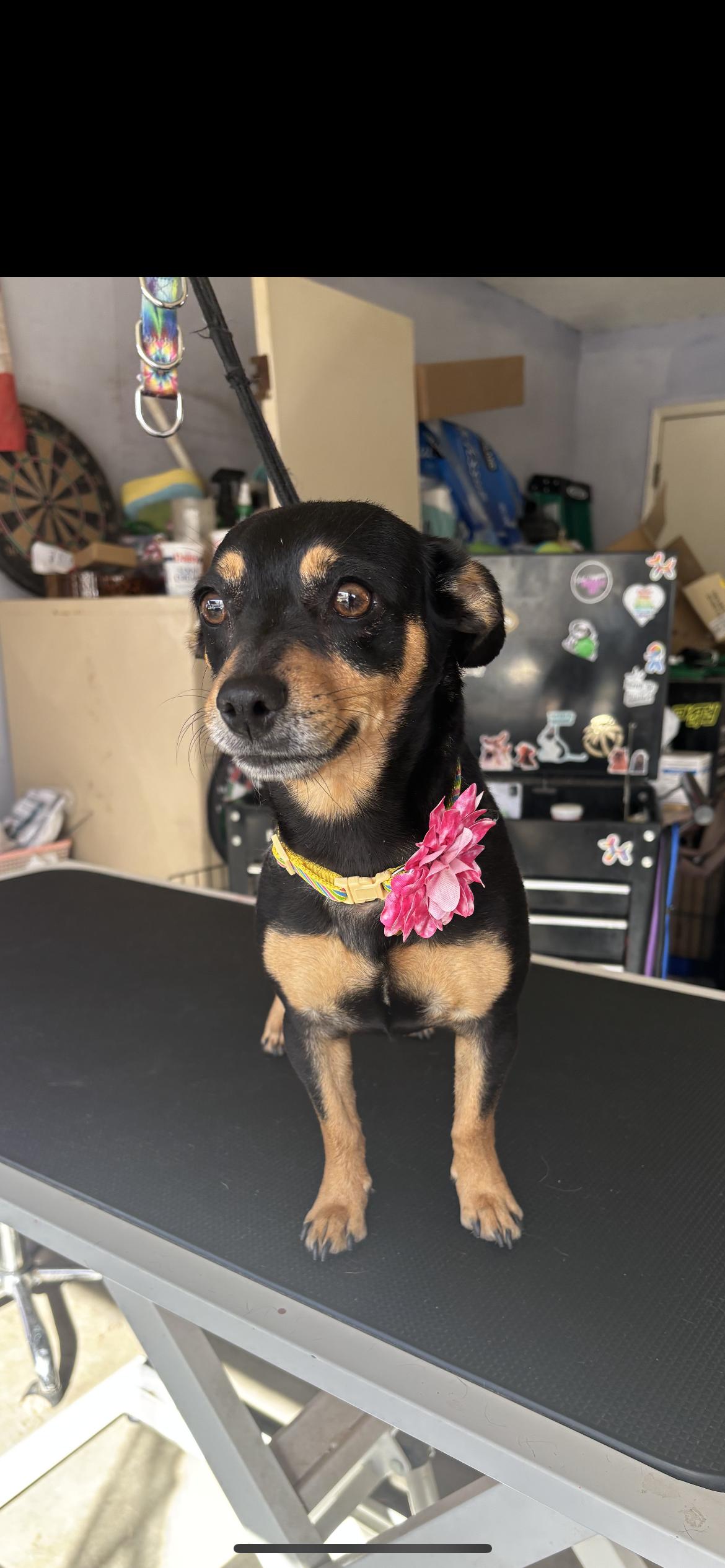Enlarge Jewel, a Adoptable mixed breed in Hamden, CT image 6/6
