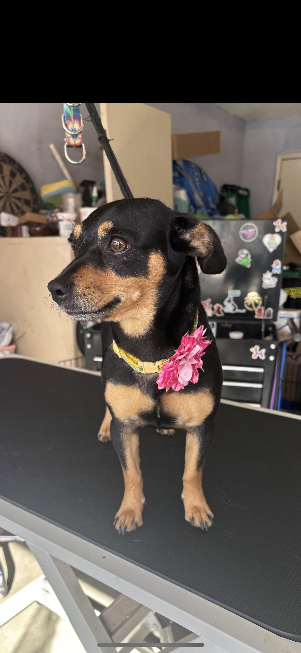 Enlarge Jewel, a Adoptable mixed breed in Hamden, CT image 5/6