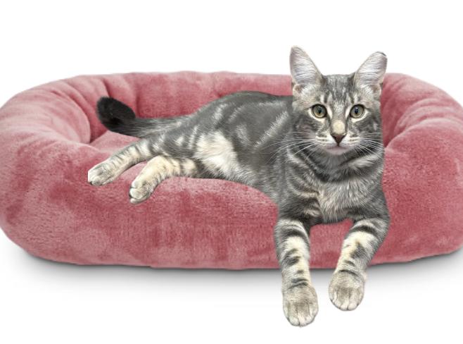 Saffron, Young Male Domestic Short Hair