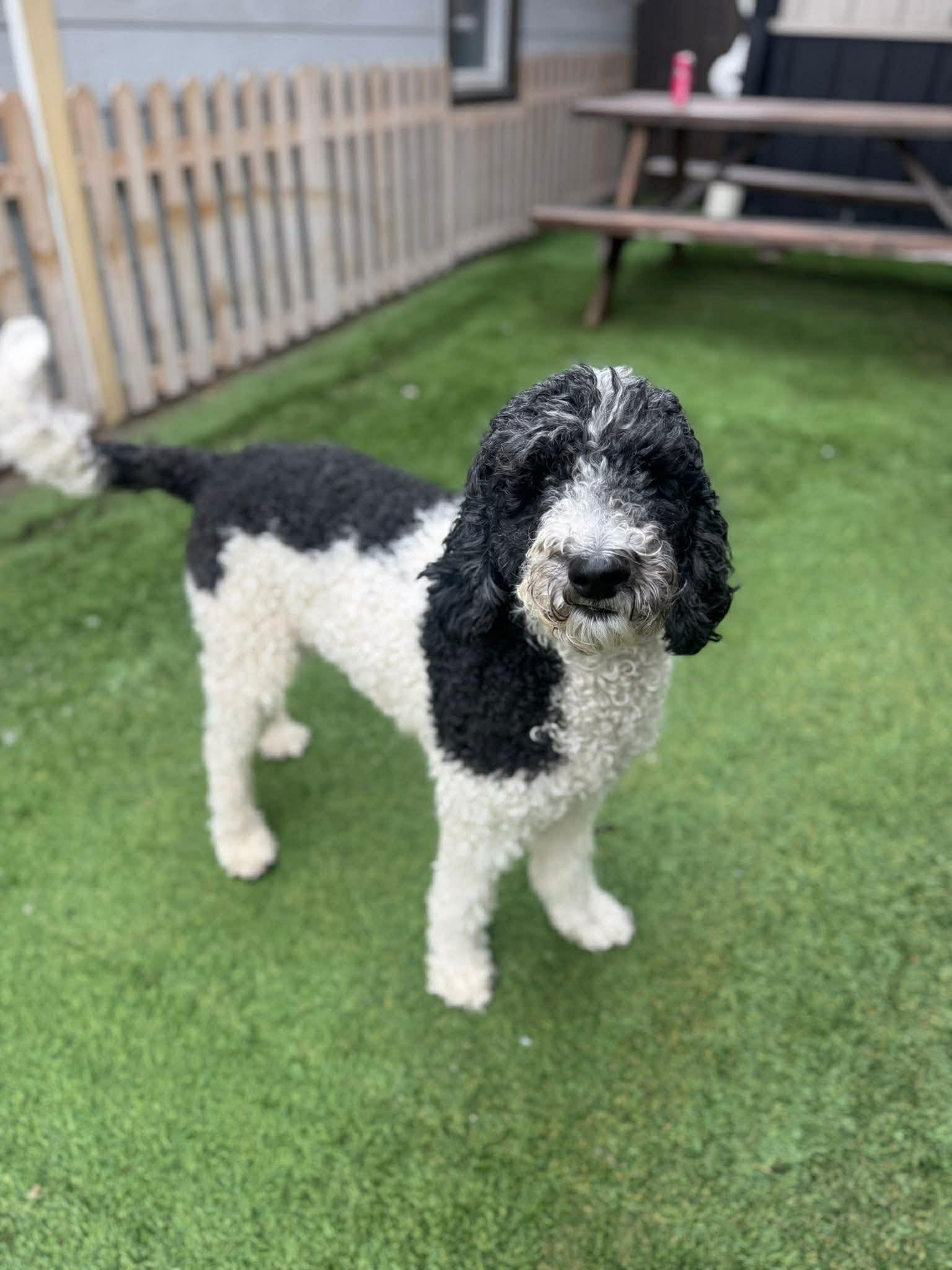 Oreo, a ADOPTABLE mixed breed in Kutztown, PA image 2/2