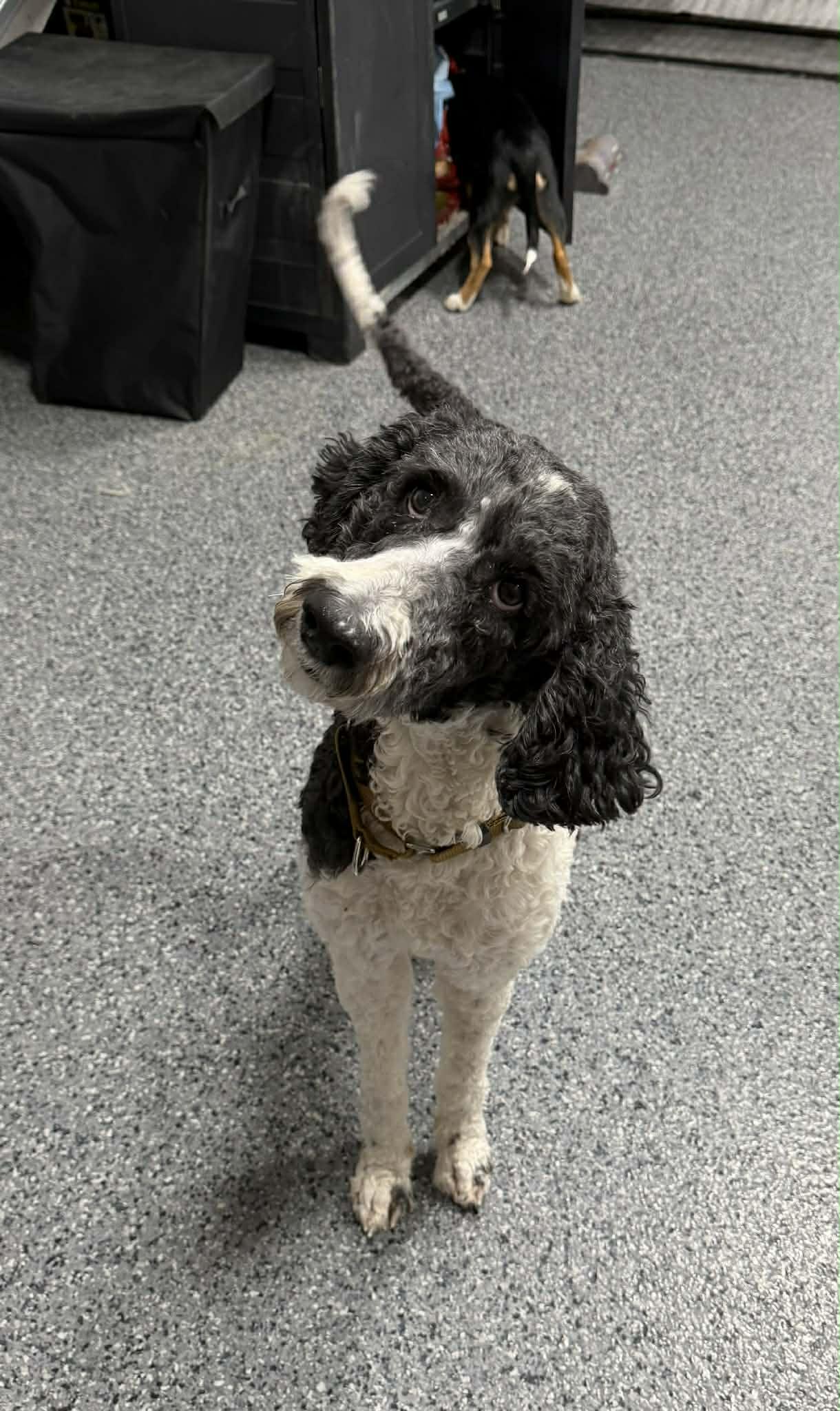 Oreo, ADOPTABLE, Adult Male Poodle.