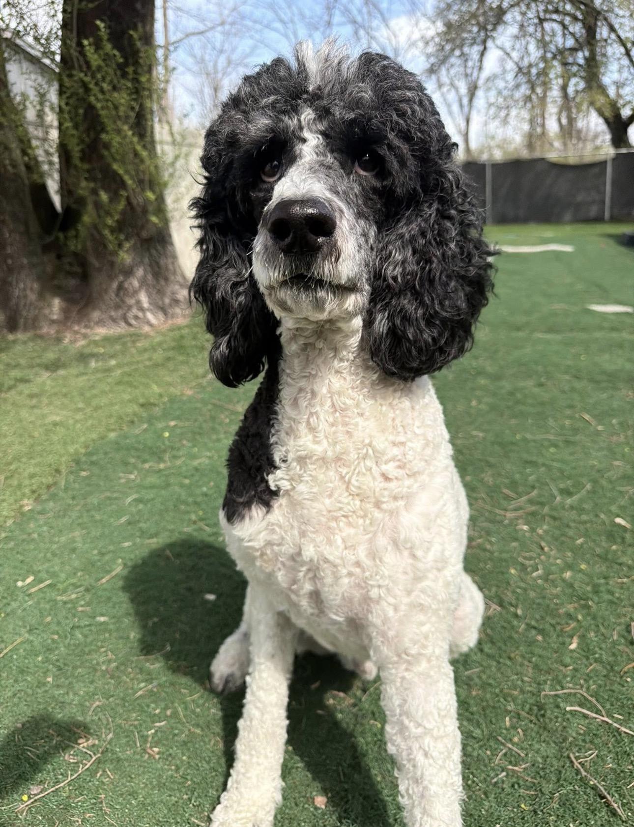 Oreo, ADOPTABLE, Adult Male Poodle.
