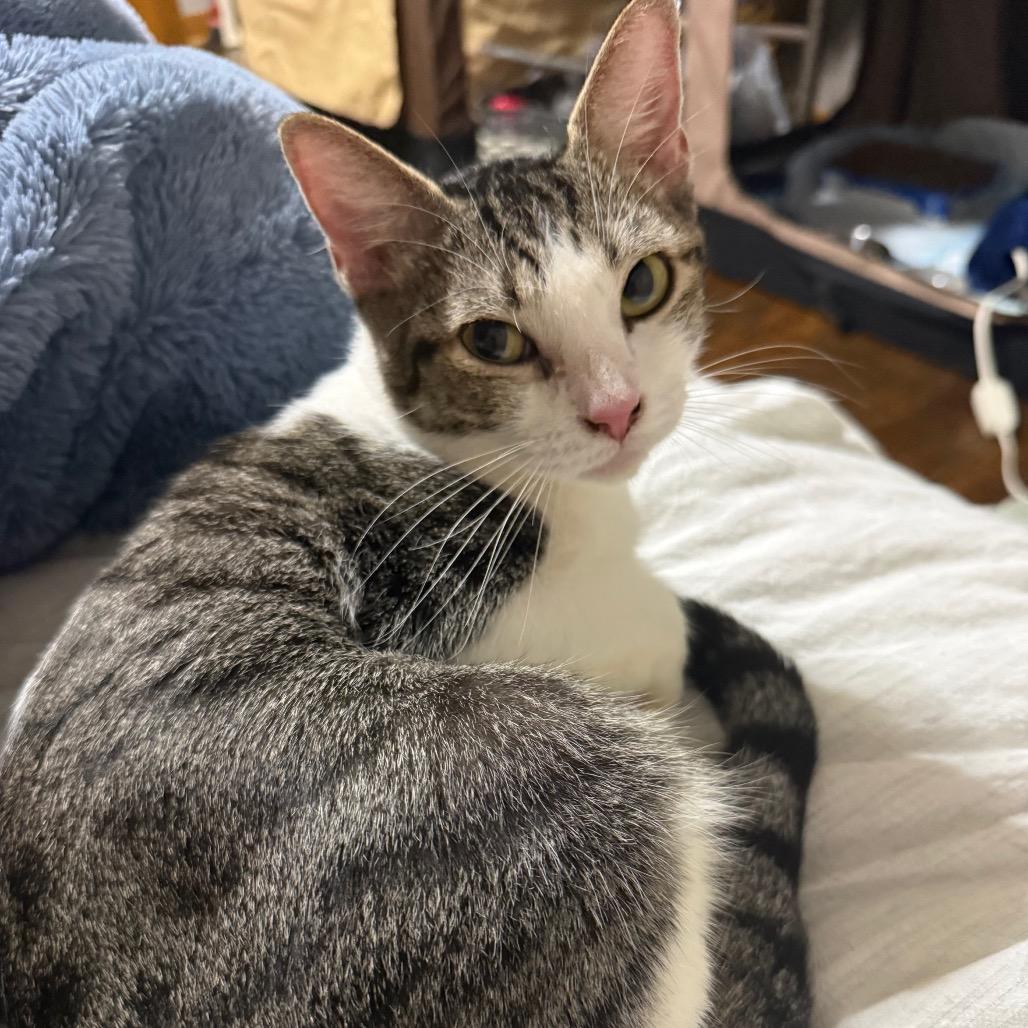 Enlarge Ladybug, a Adoptable Domestic Short Hair in Garfield, AR image 1/1