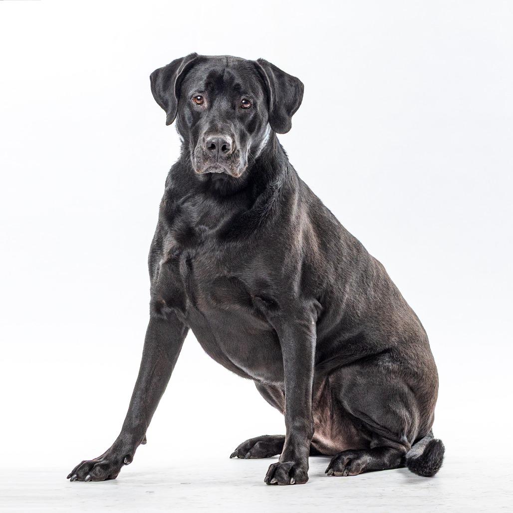 Dante, Adoptable, Adult Male Black Labrador Retriever.