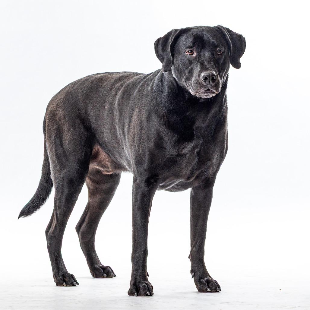 Enlarge Dante, a Adoptable Black Labrador Retriever in Reno, NV image 2/5