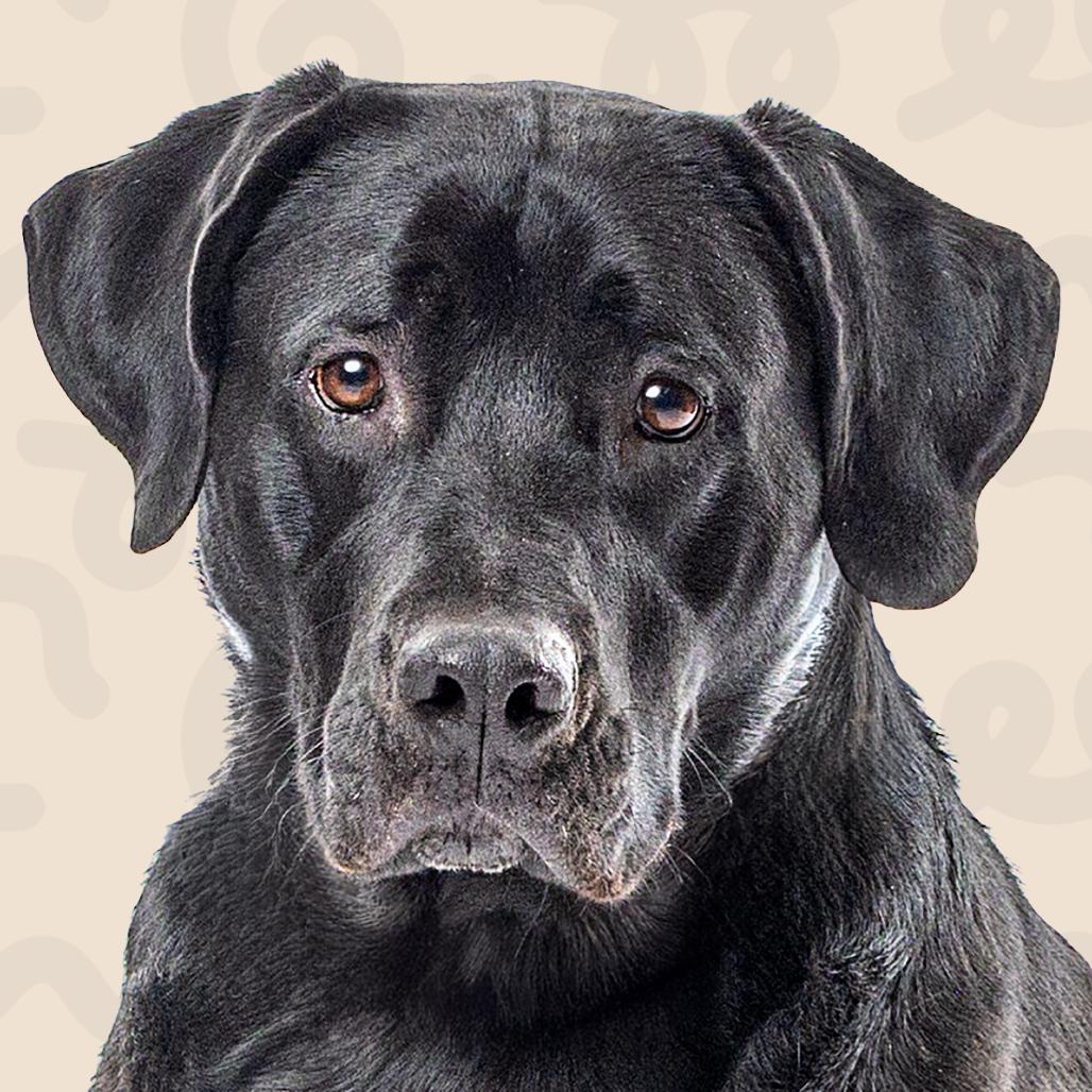 Enlarge Dante, a Adoptable Black Labrador Retriever in Reno, NV image 3/5