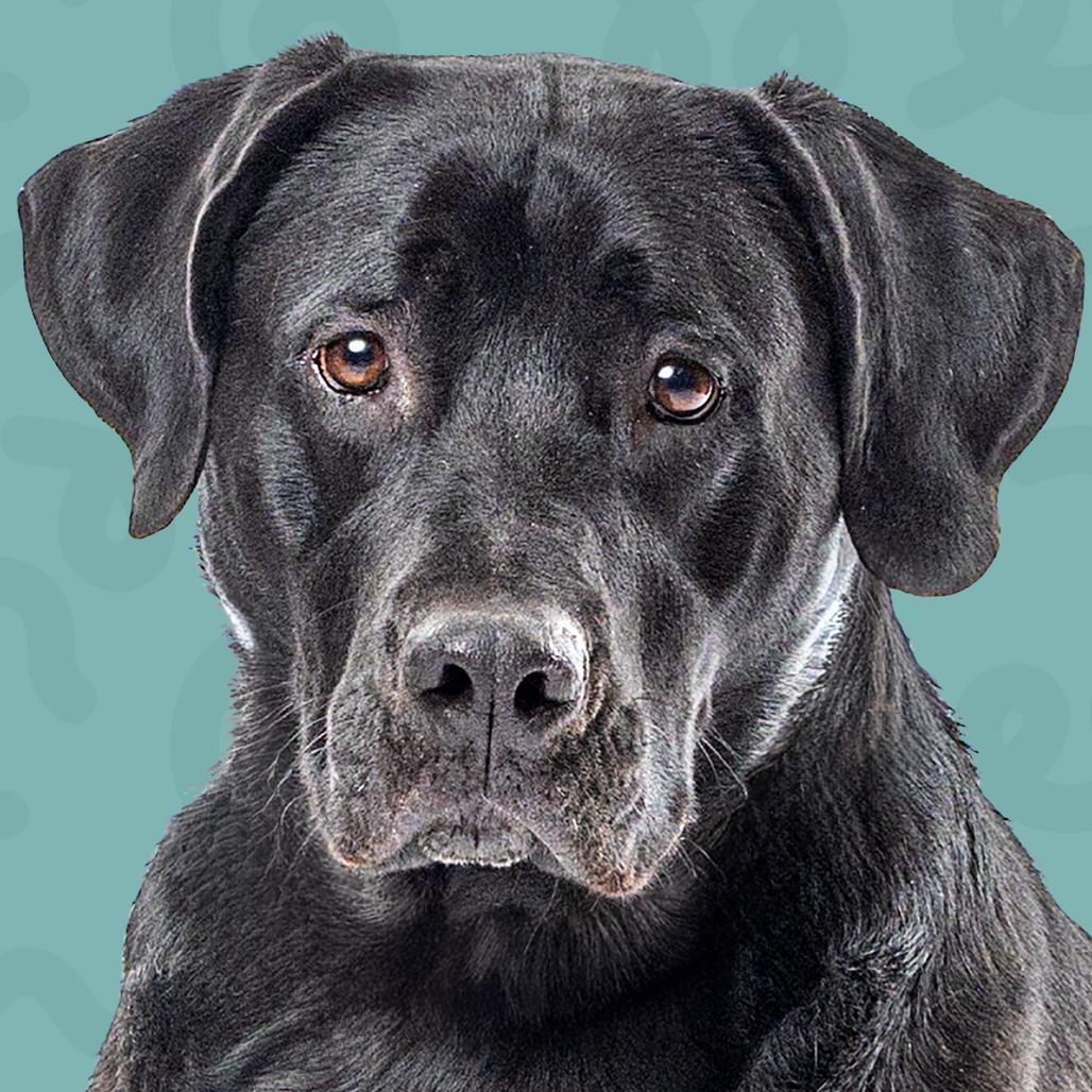 Enlarge Dante, a Adoptable Black Labrador Retriever in Reno, NV image 4/5