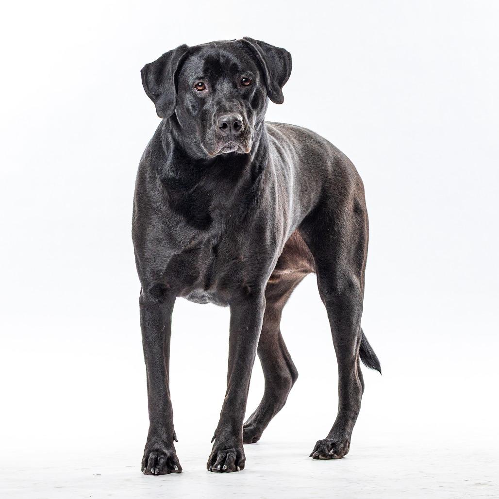 Enlarge Dante, a Adoptable Black Labrador Retriever in Reno, NV image 5/5