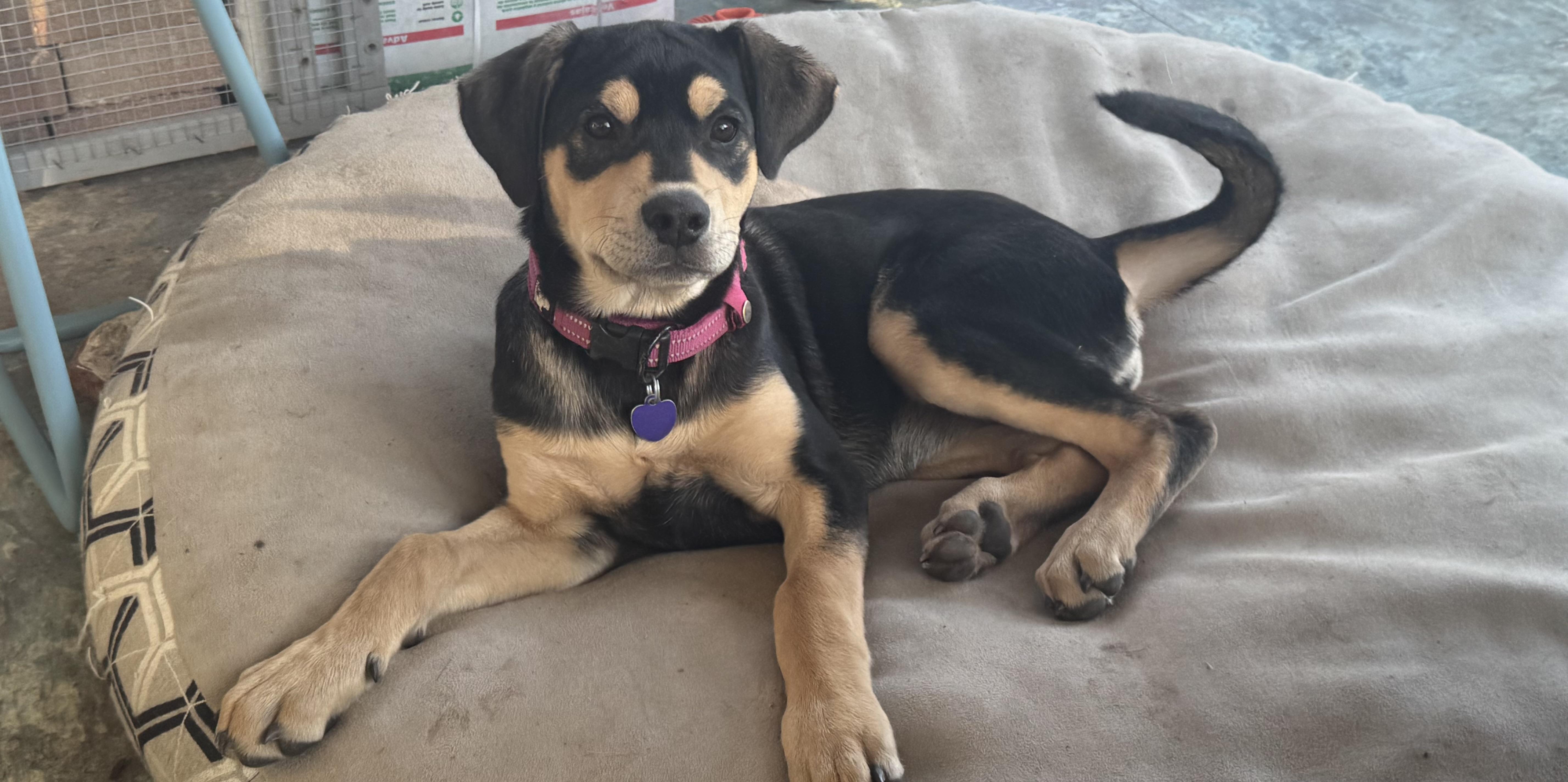 Poppie Popcorn thumbnail 4