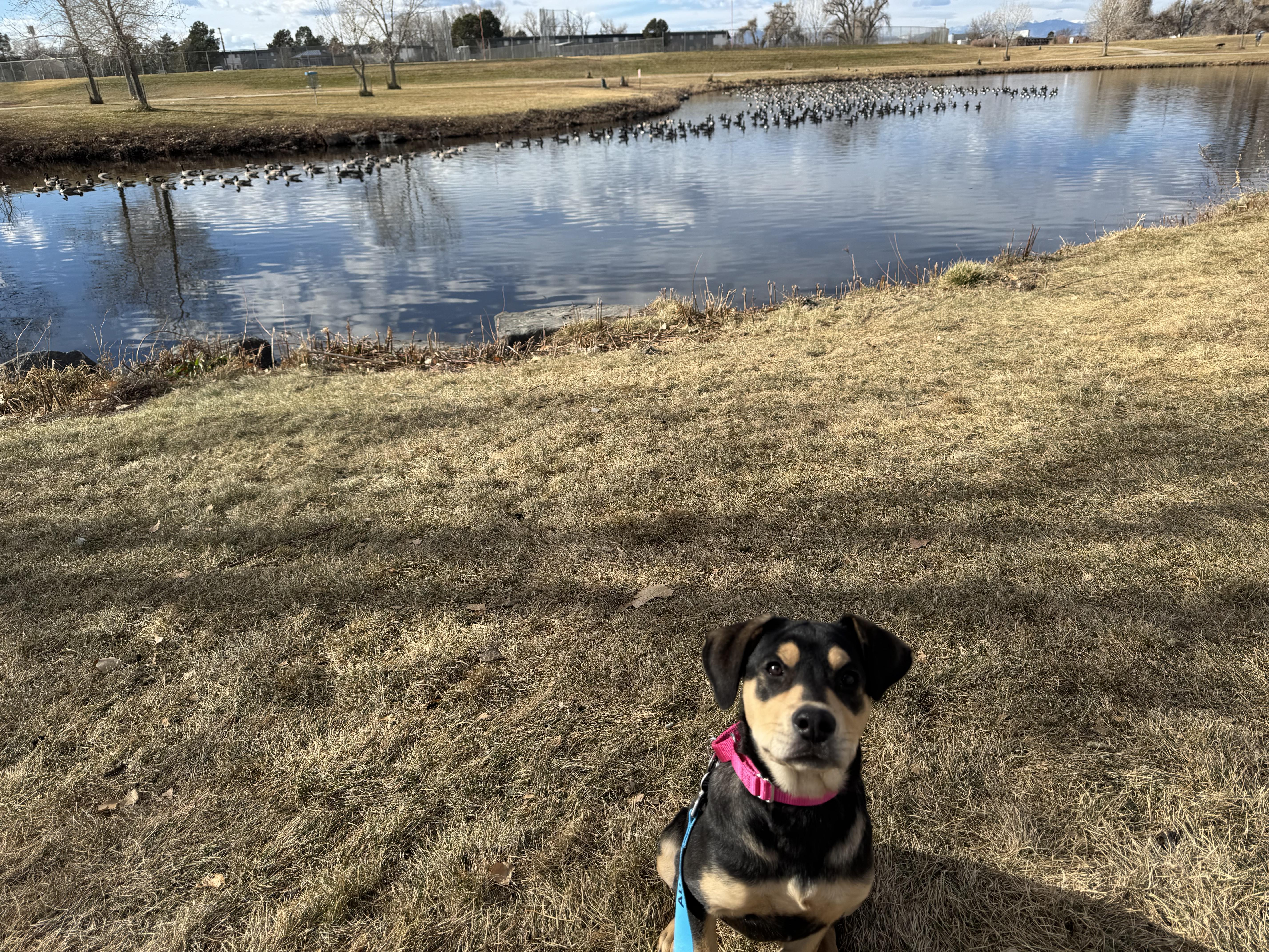 Poppie Popcorn thumbnail 6