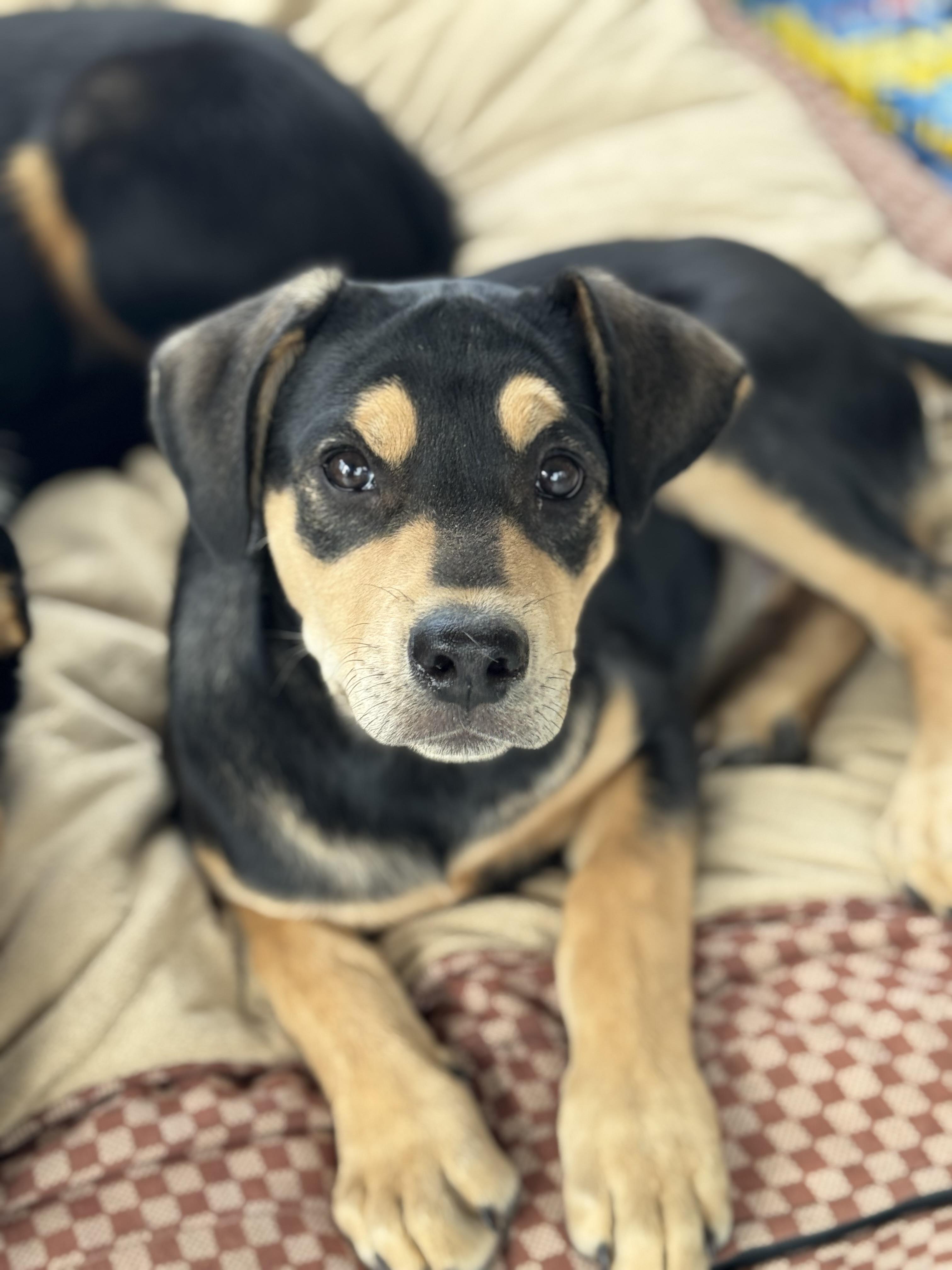 Poppie Popcorn thumbnail 3