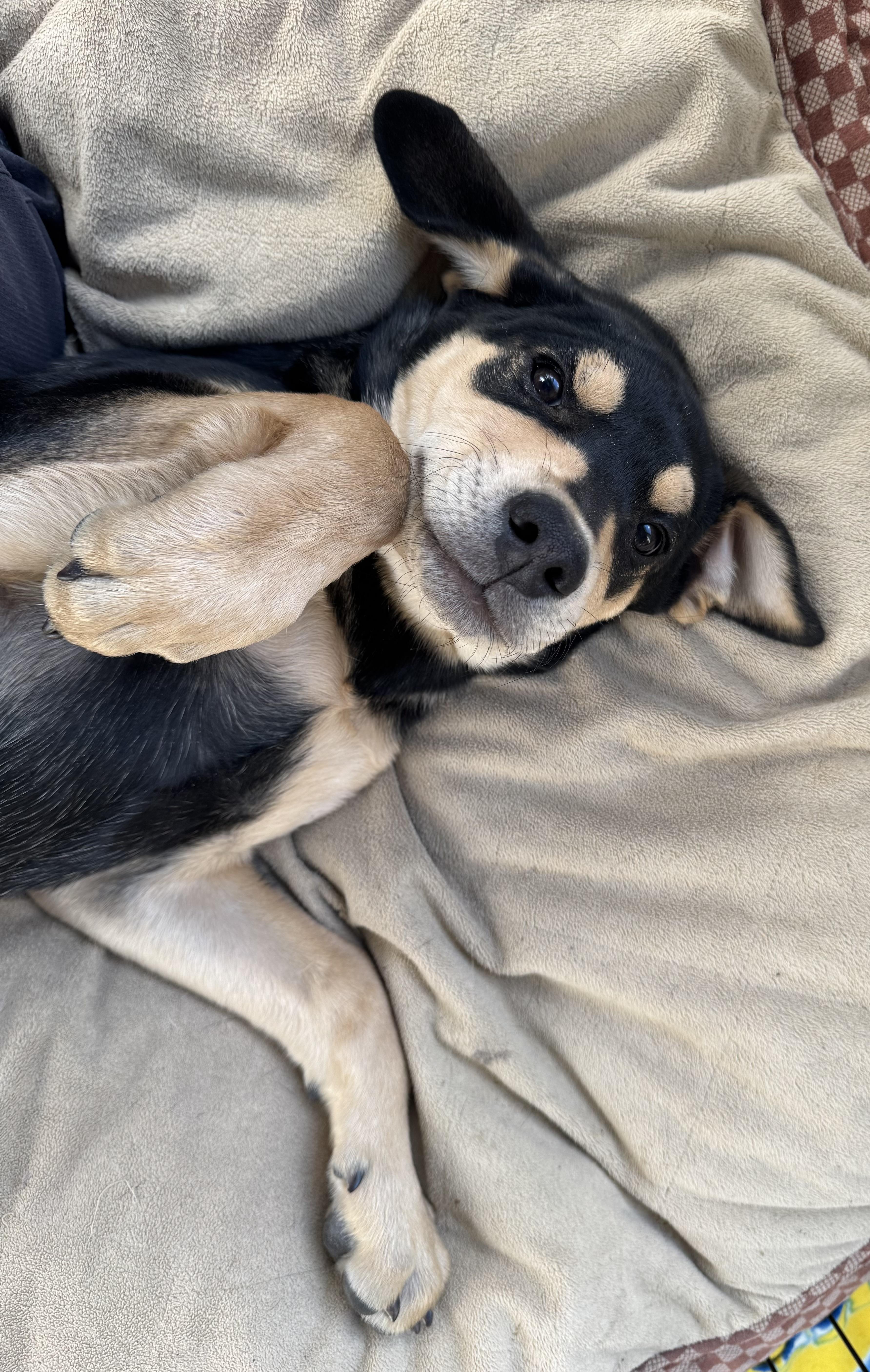 Poppie Popcorn thumbnail 5