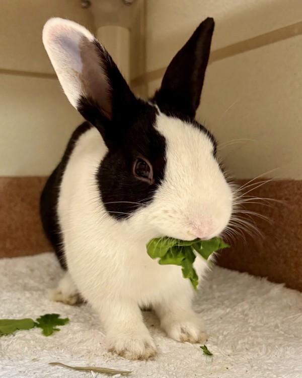 Enlarge Manuel, a Adoptable mixed breed in Novato, CA image 1/2