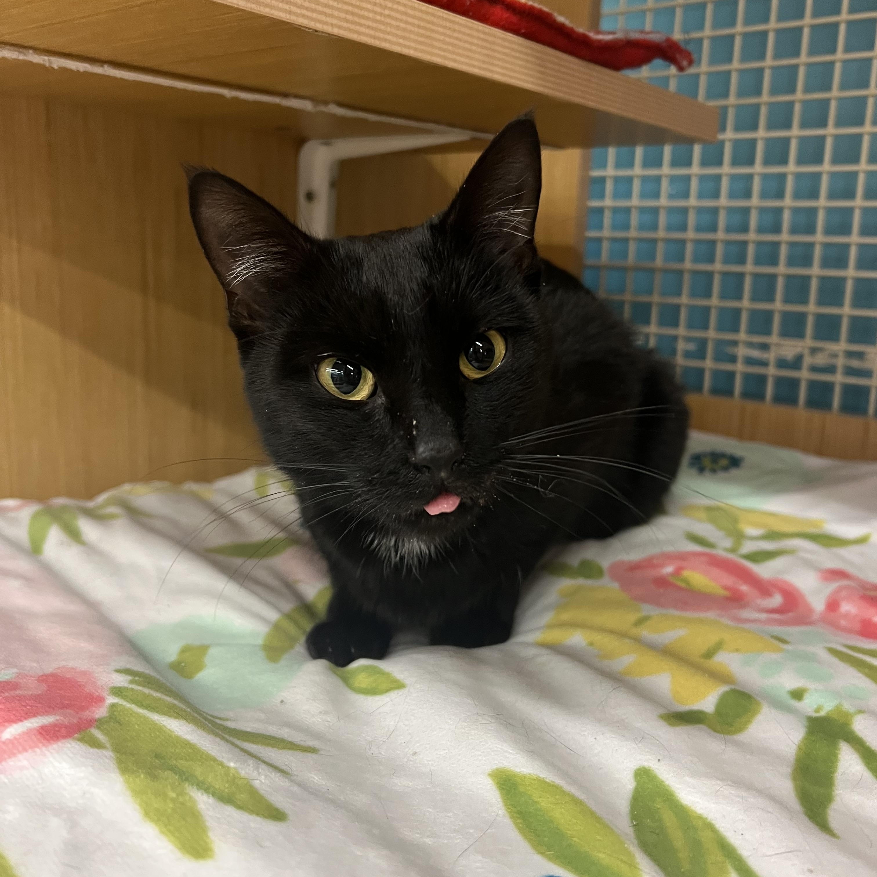 Vivian, ADOPTABLE, Young Female Domestic Short Hair.