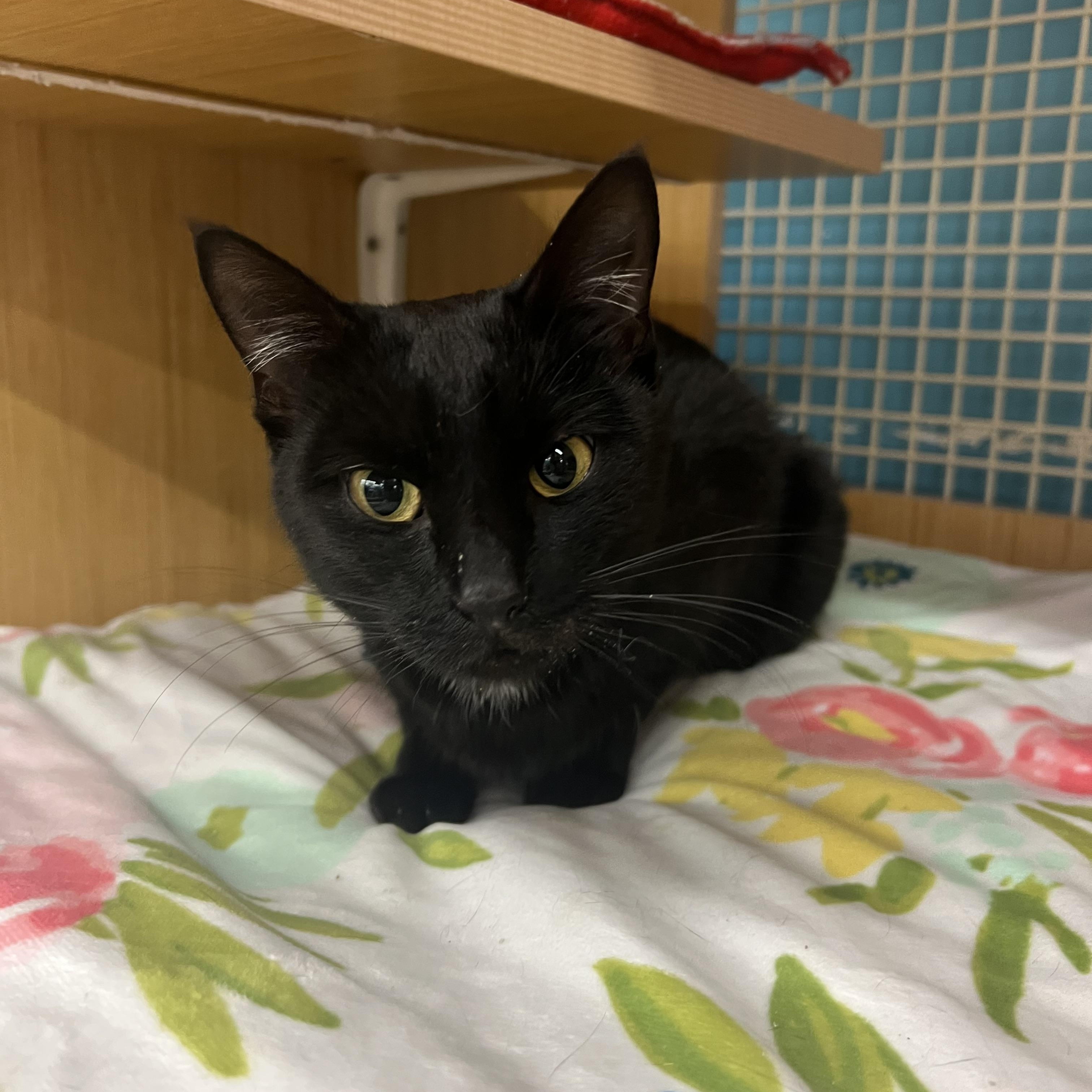 Enlarge Vivian, a ADOPTABLE Domestic Short Hair in Manhattan, KS image 2/2