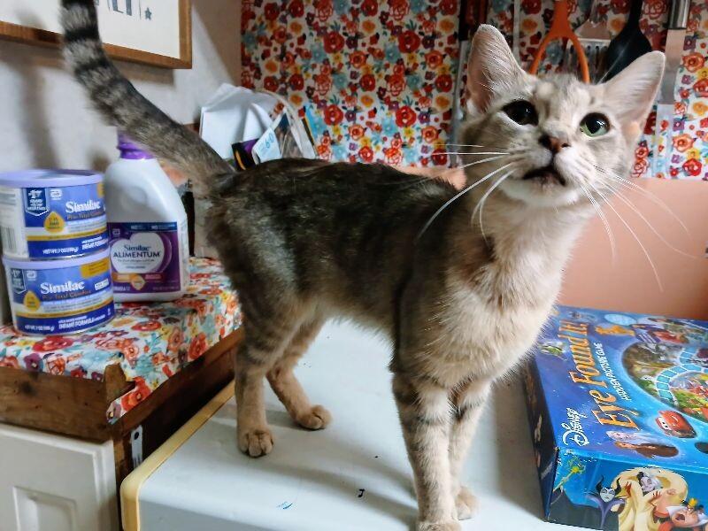 Piper, Adoptable, Adult Female Tabby.