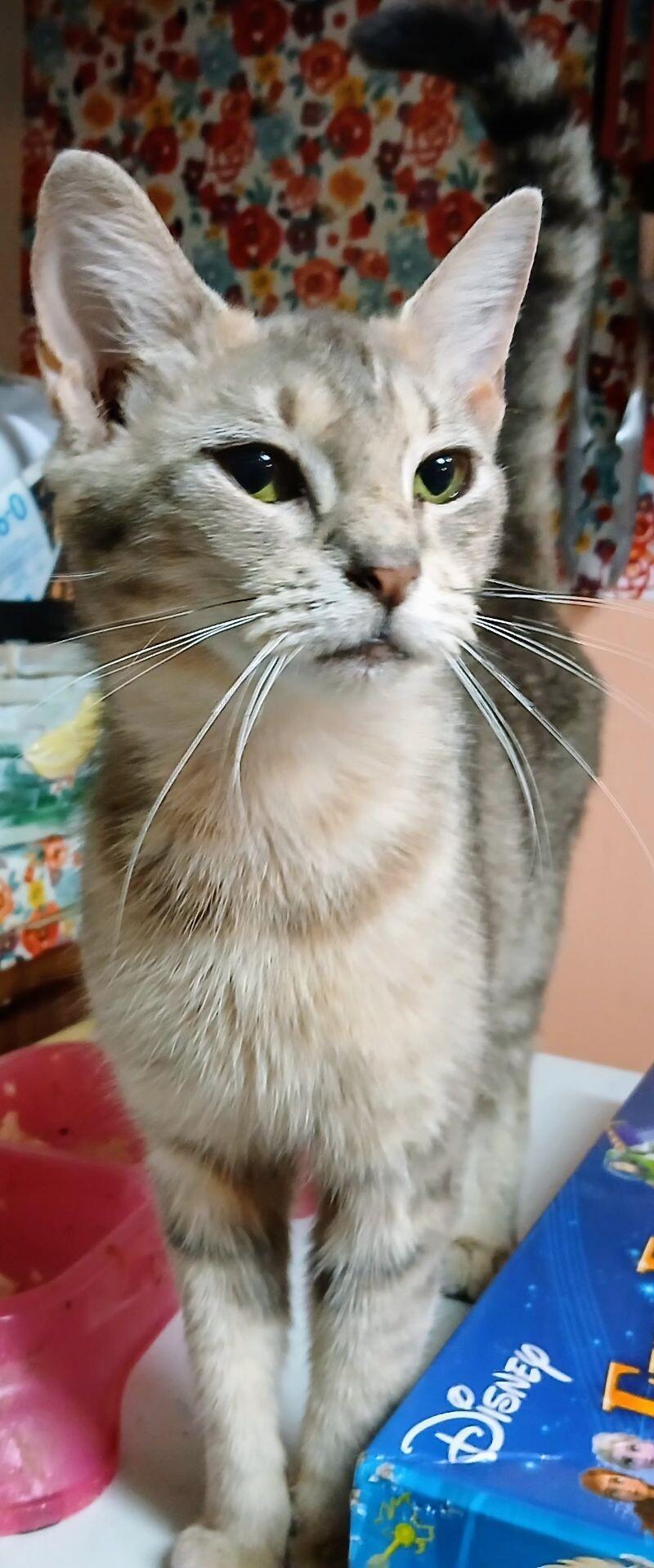 Enlarge Piper, a Adoptable Tabby in Partlow, VA image 2/2
