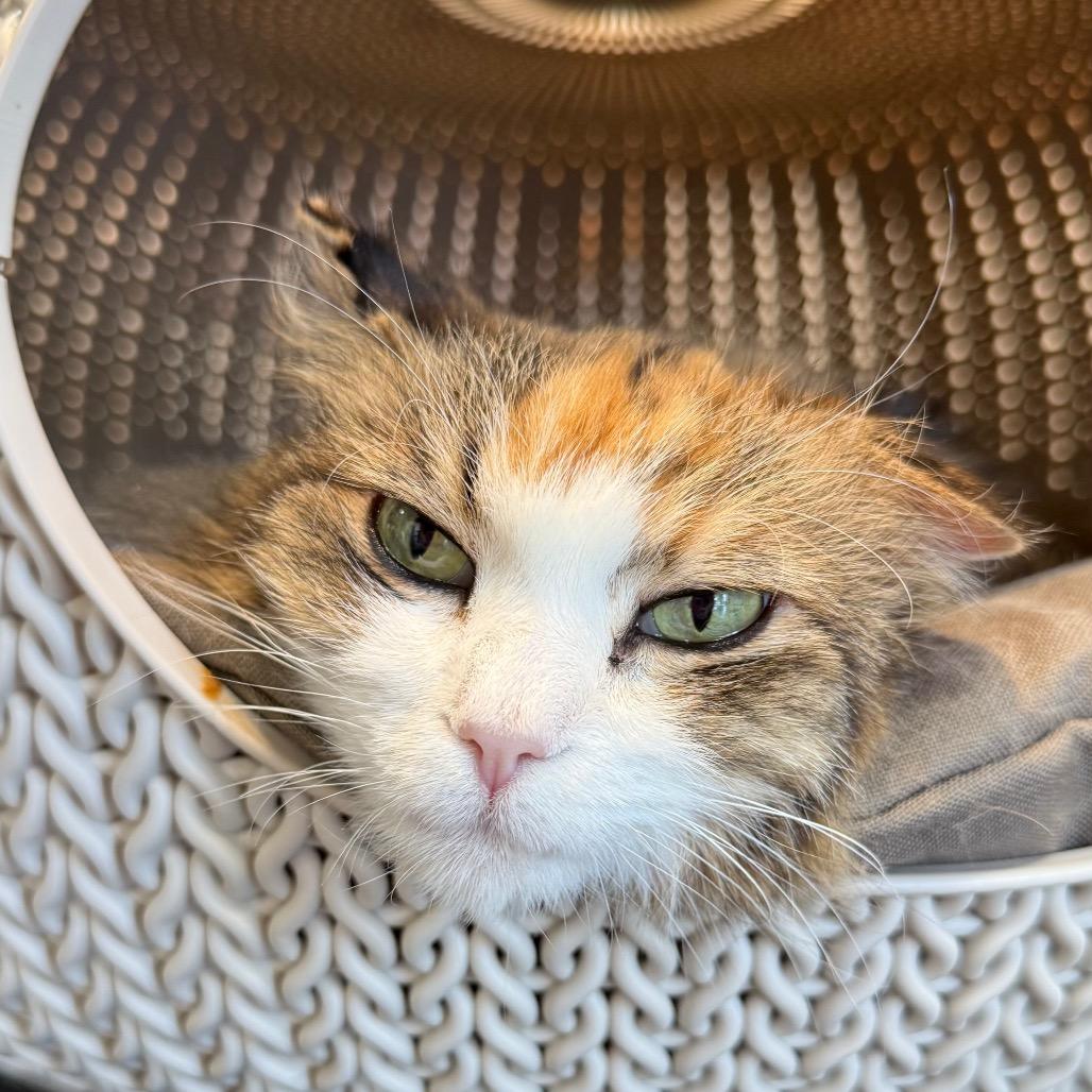 Sissy, Adoptable, Senior Female Domestic Long Hair.