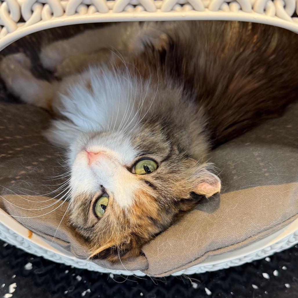 Enlarge Sissy, a Adoptable Domestic Long Hair in Boulder, CO image 2/2