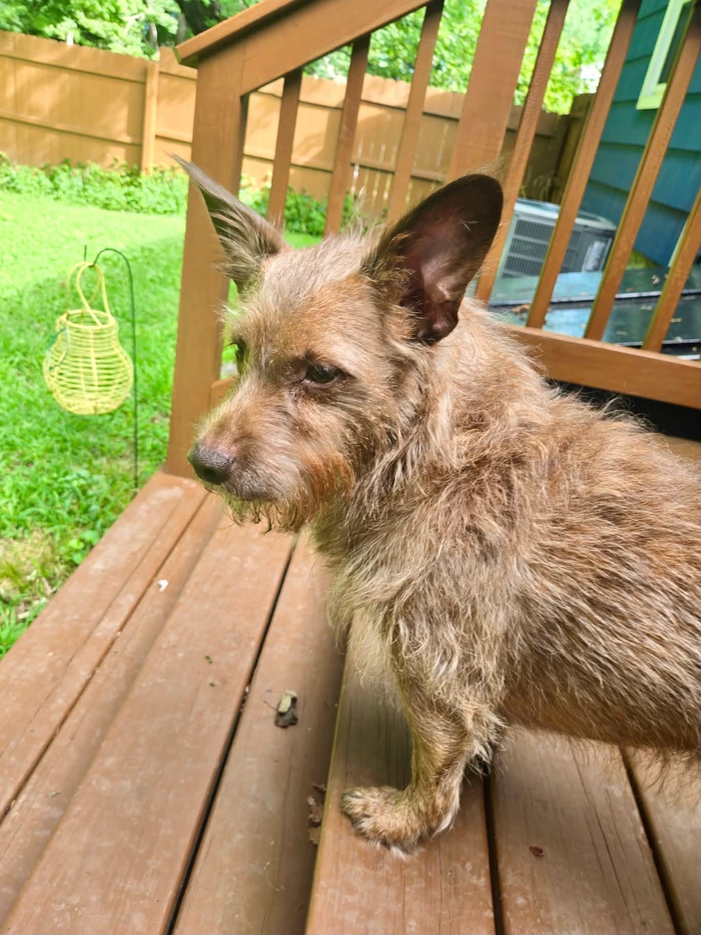 Enlarge Willoughby, a Adoptable mixed breed in Torrington, CT image 6/6
