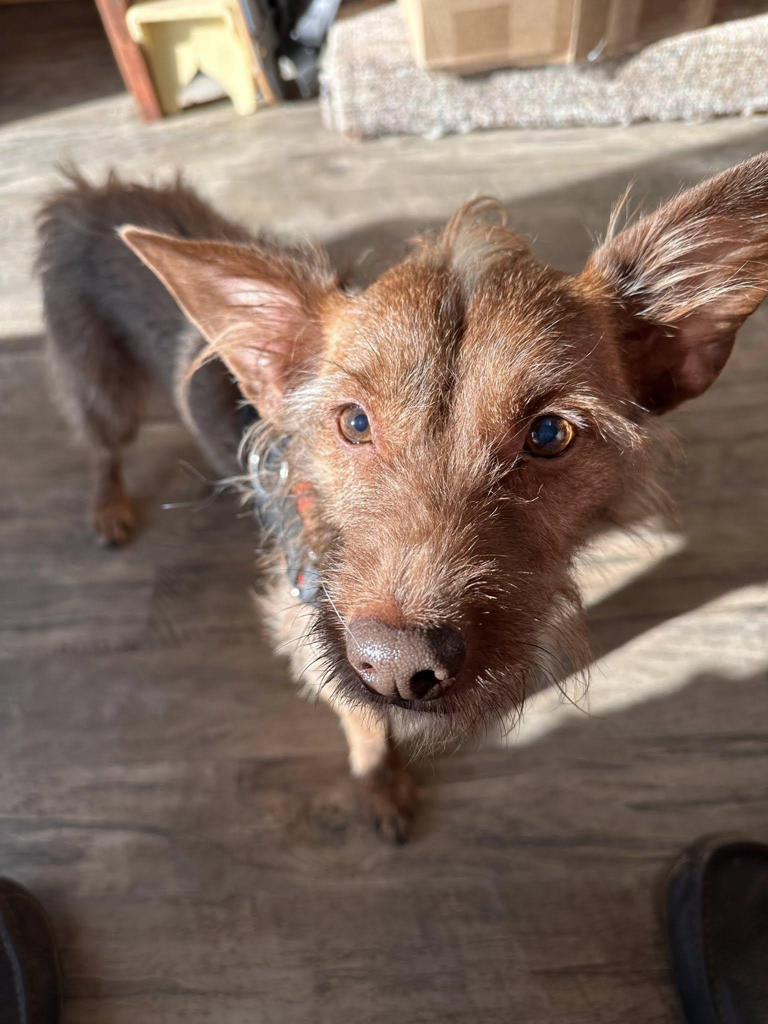 Willoughby, Adoptable, Adult Male Terrier & Chihuahua.