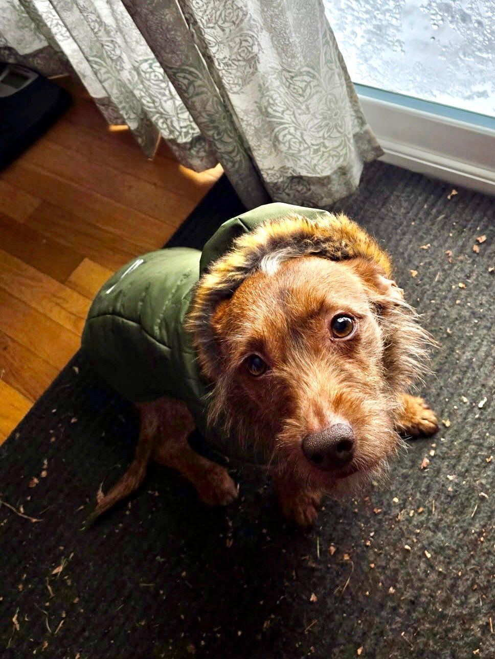 Enlarge Willoughby, a ADOPTABLE mixed breed in Torrington, CT image 4/5