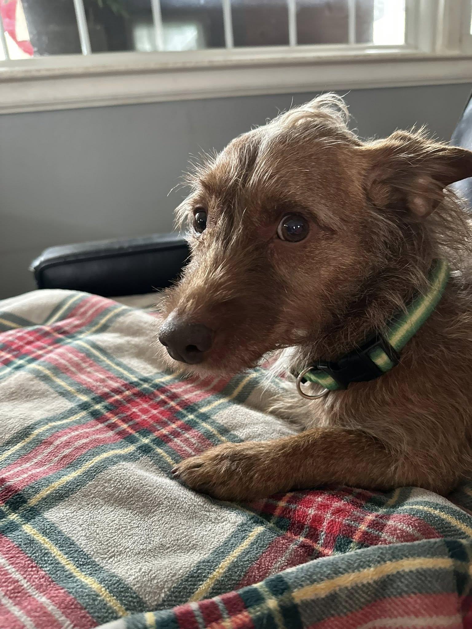 Enlarge Willoughby, a ADOPTABLE mixed breed in Torrington, CT image 5/5