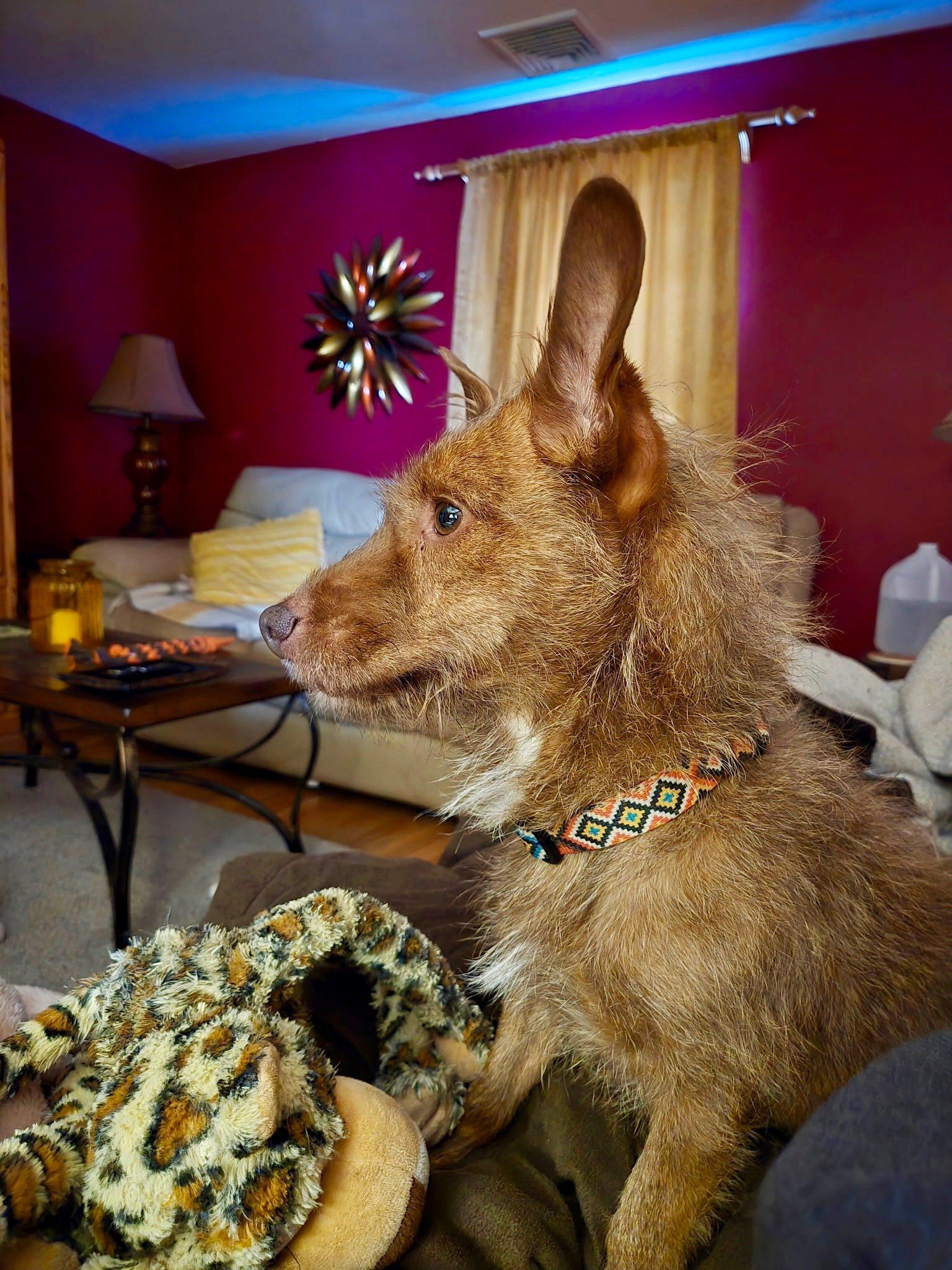 Enlarge Willoughby, a ADOPTABLE mixed breed in Torrington, CT image 3/5