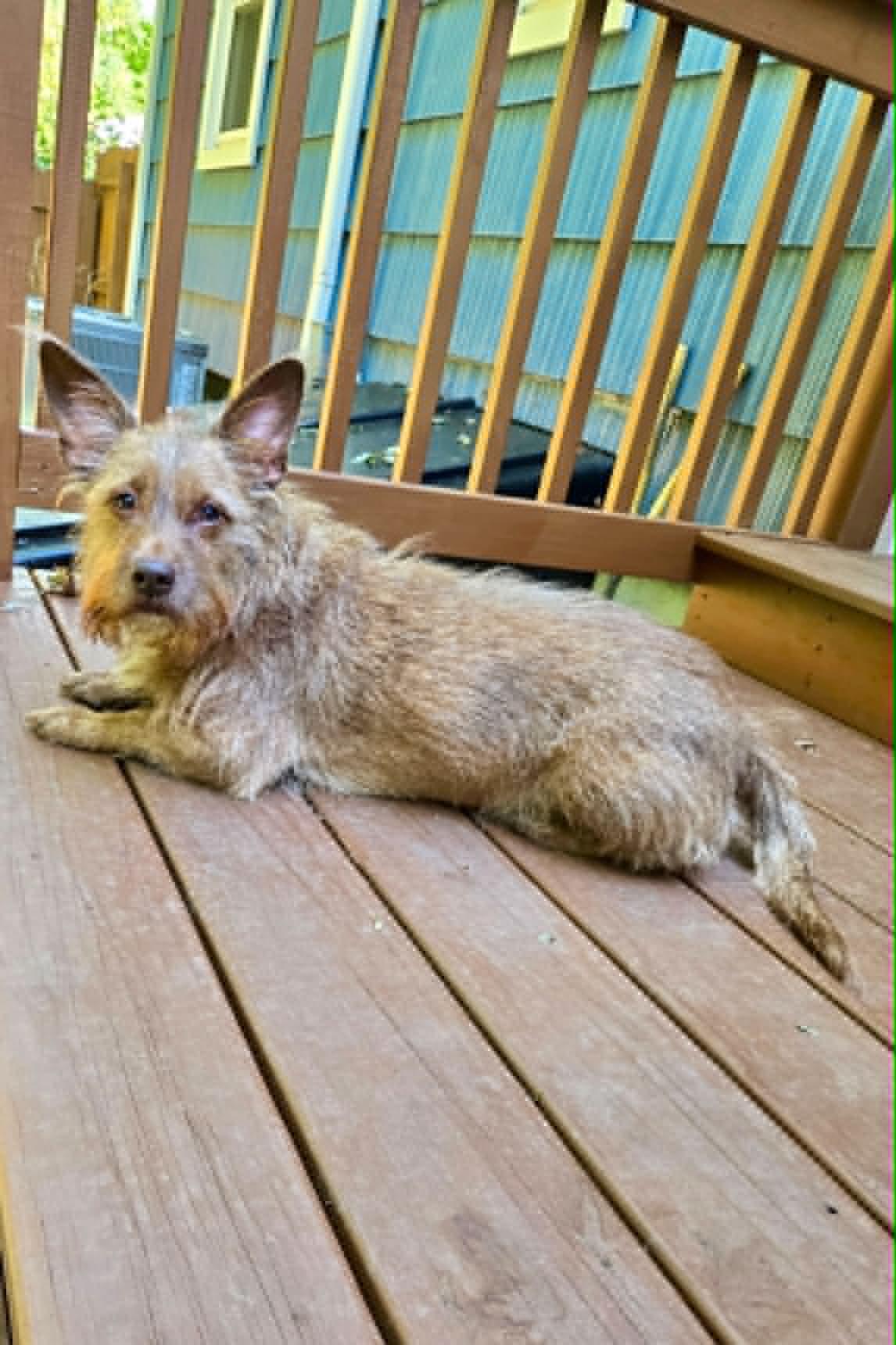 Enlarge Willoughby, a Adoptable mixed breed in Torrington, CT image 3/6