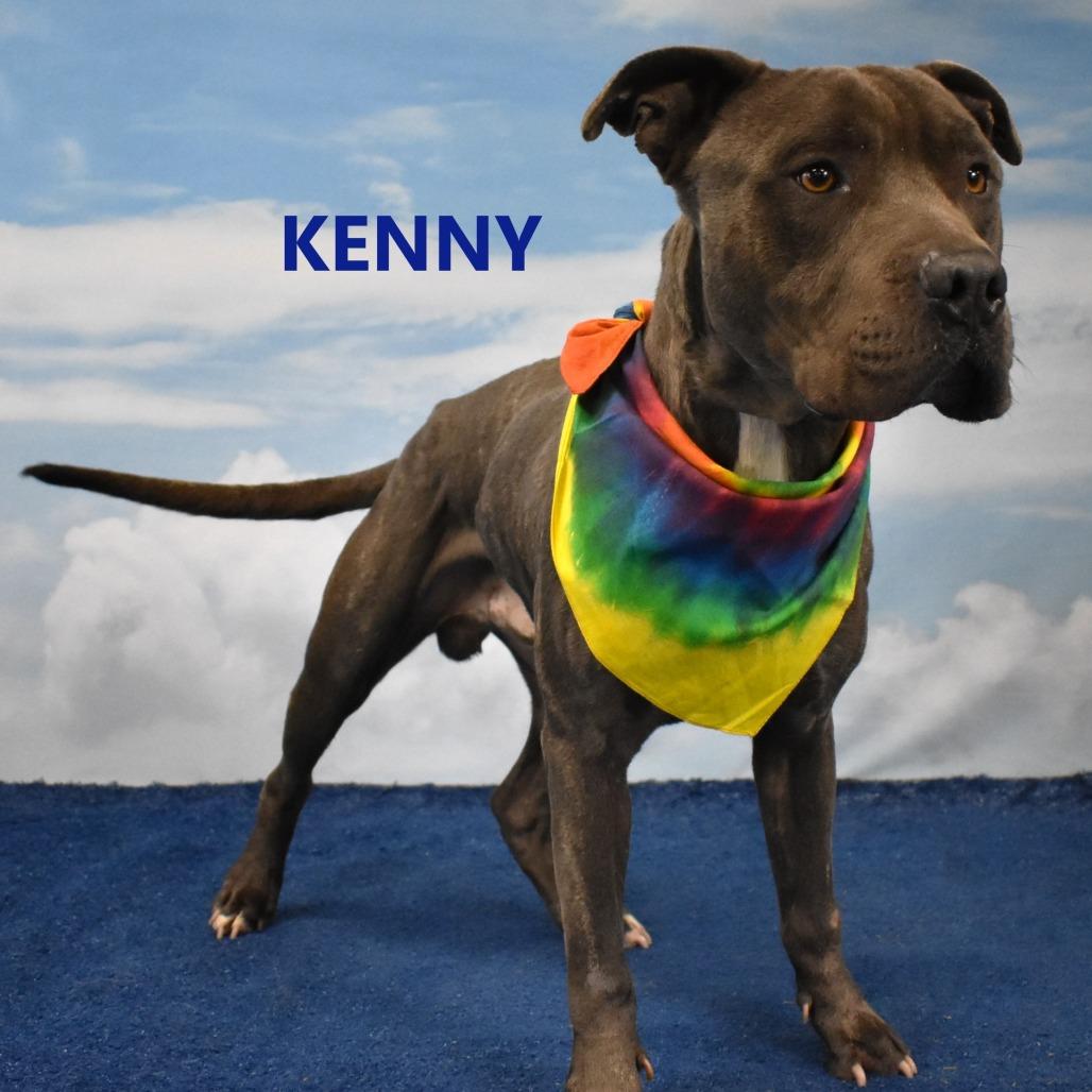 Kenny, Adoptable, Adult Male Pit Bull Terrier.