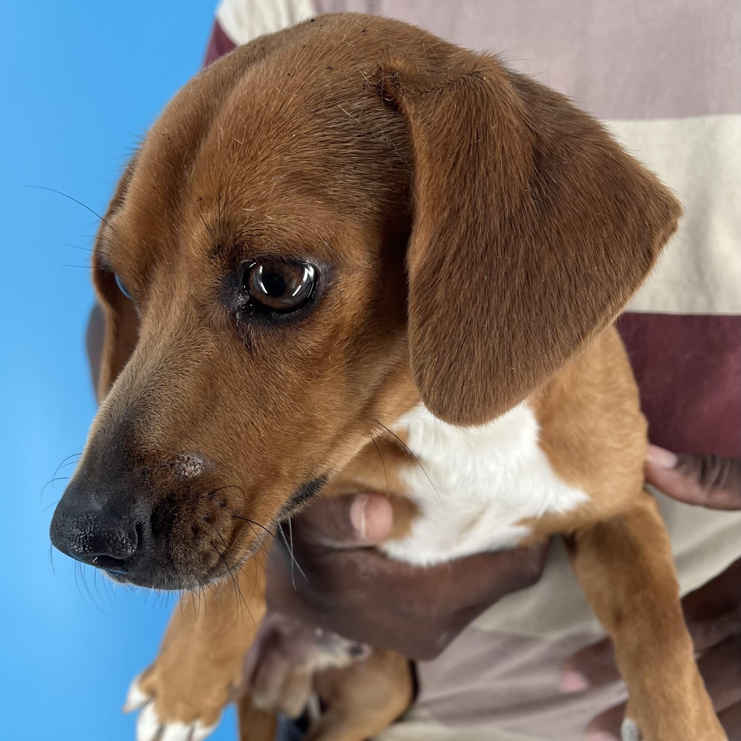 Enlarge Zach - Local in Oregon, a Adoptable mixed breed in Hillsboro, OR image 5/6