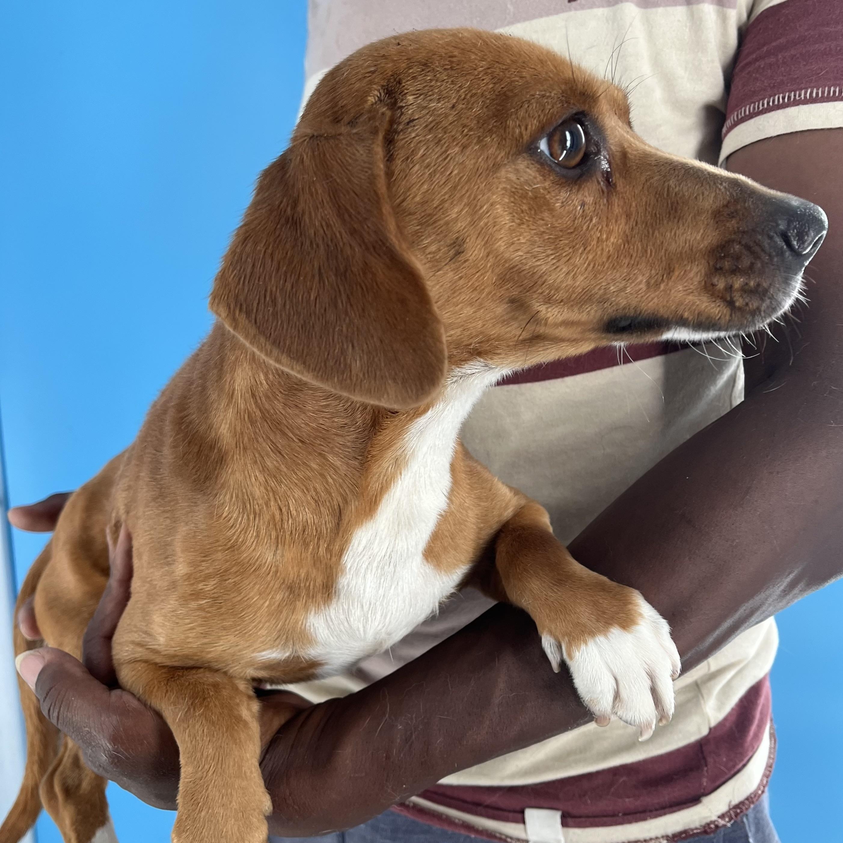 Enlarge Zach - Local in Oregon, a Adoptable mixed breed in Hillsboro, OR image 2/6