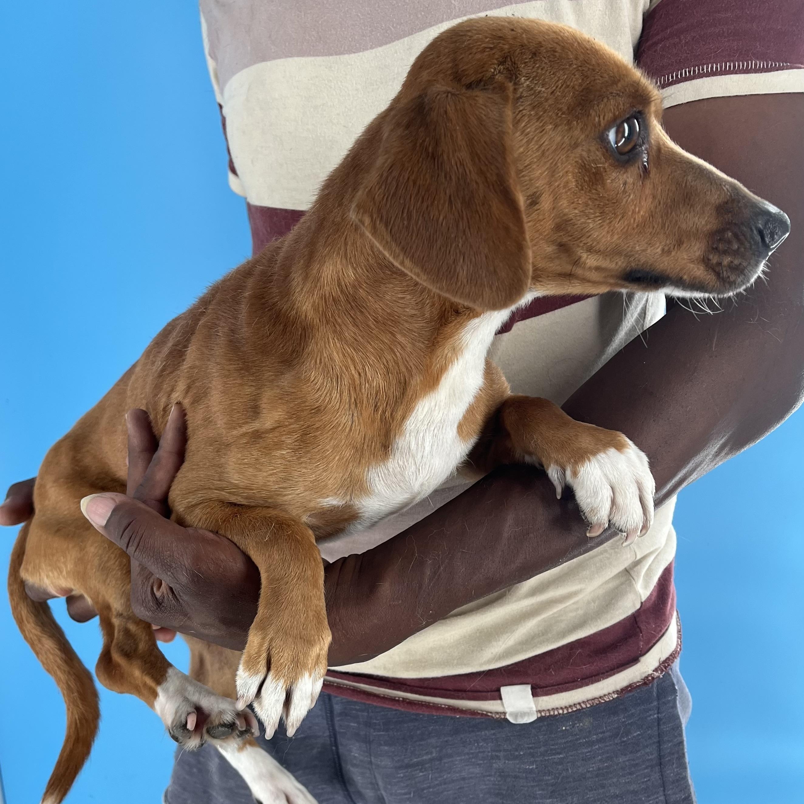 Enlarge Zach - Local in Oregon, a Adoptable mixed breed in Hillsboro, OR image 6/6