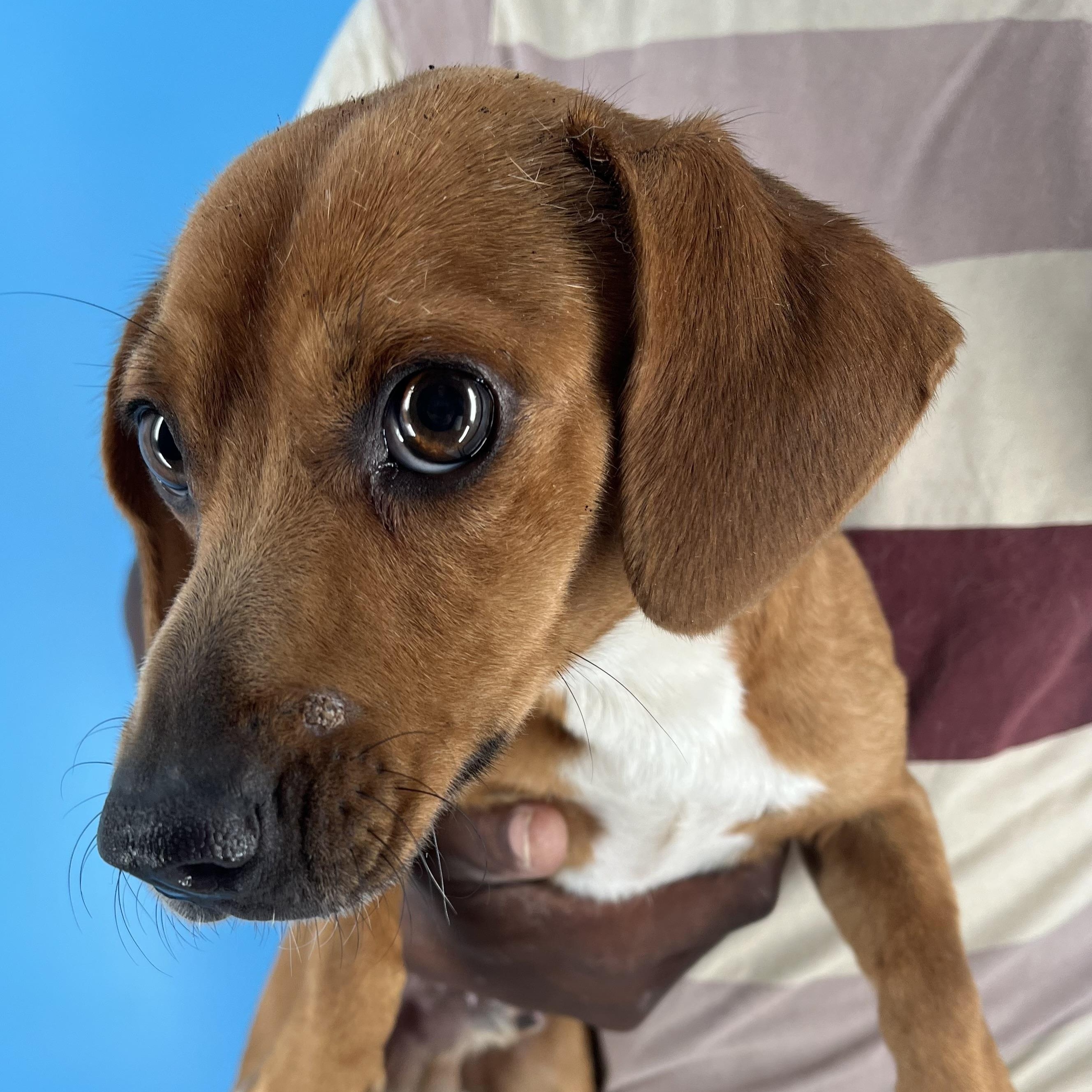 Enlarge Zach - Local in Oregon, a Adoptable mixed breed in Hillsboro, OR image 4/6